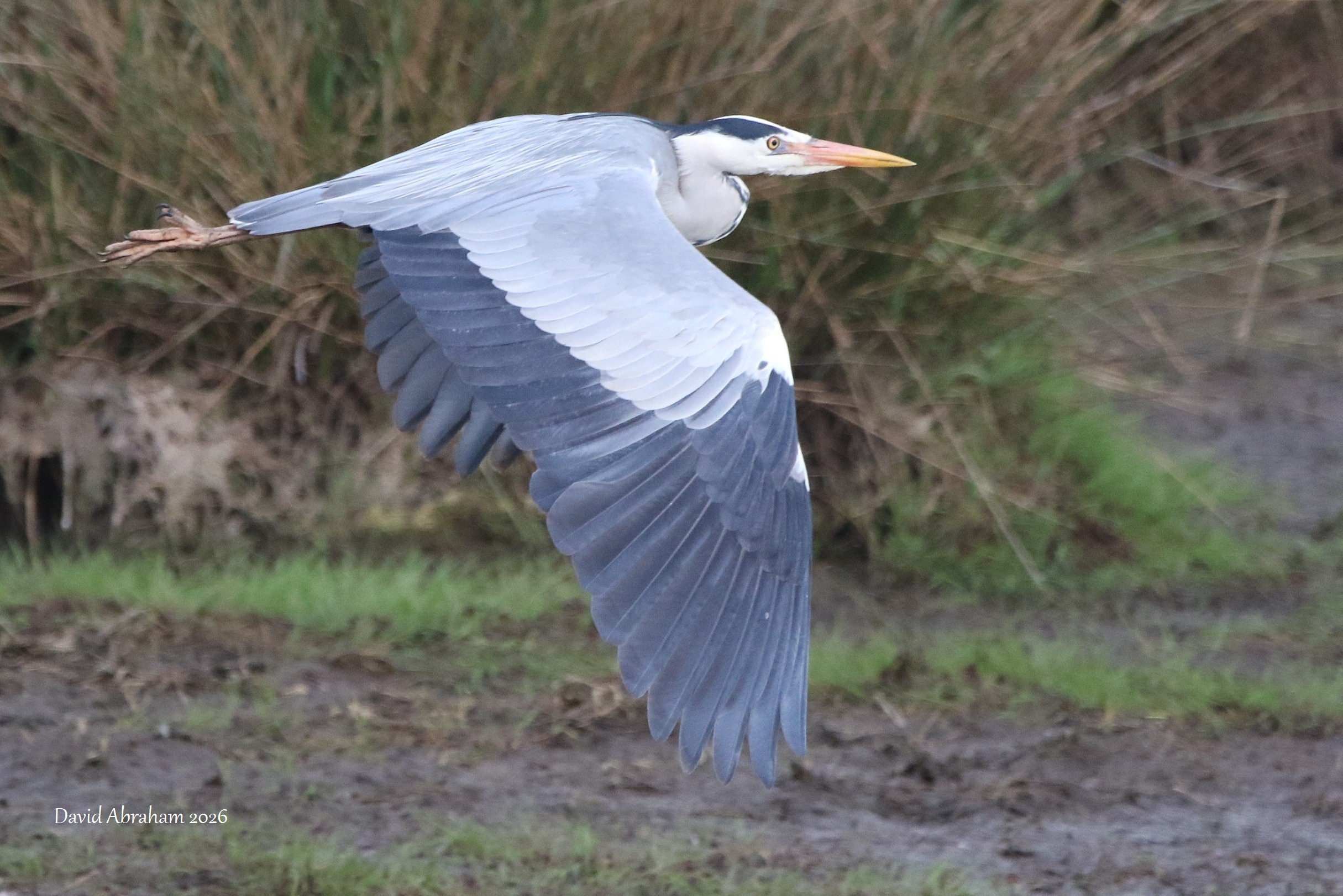 Grey Heron 