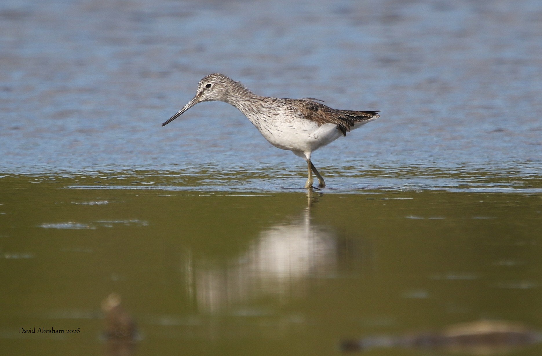 Greenshank 