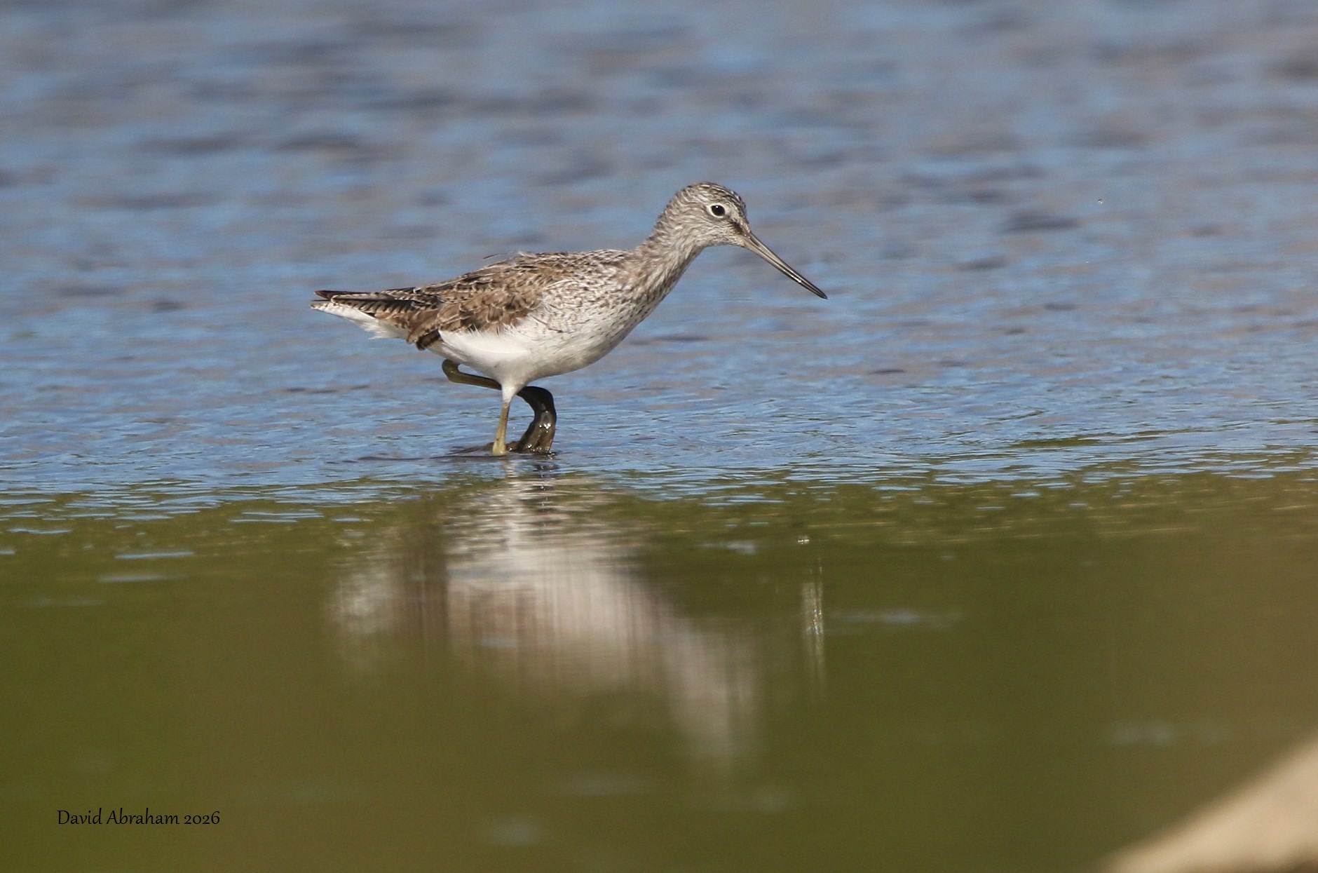 Greenshank 
