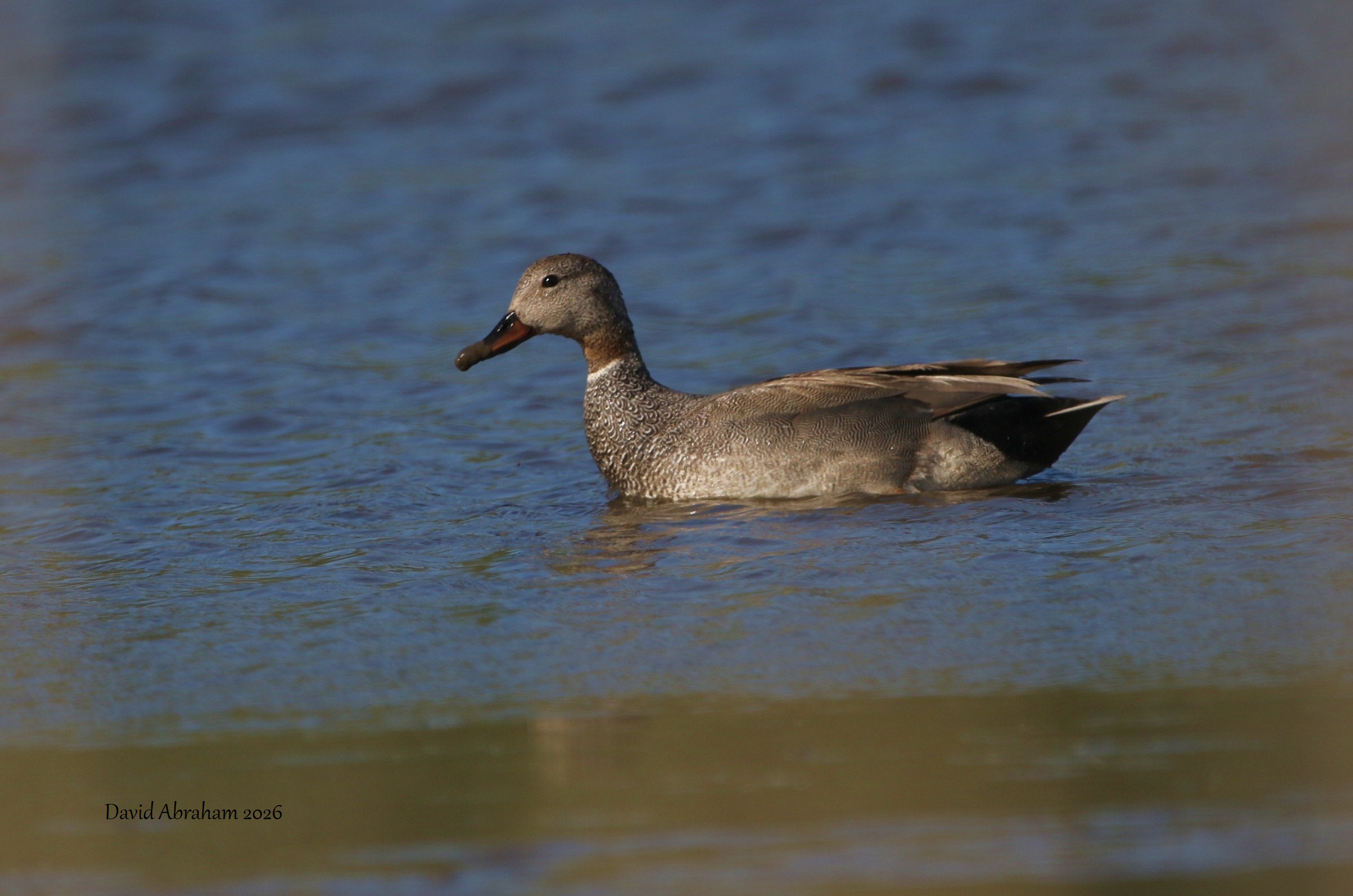 Gadwall 