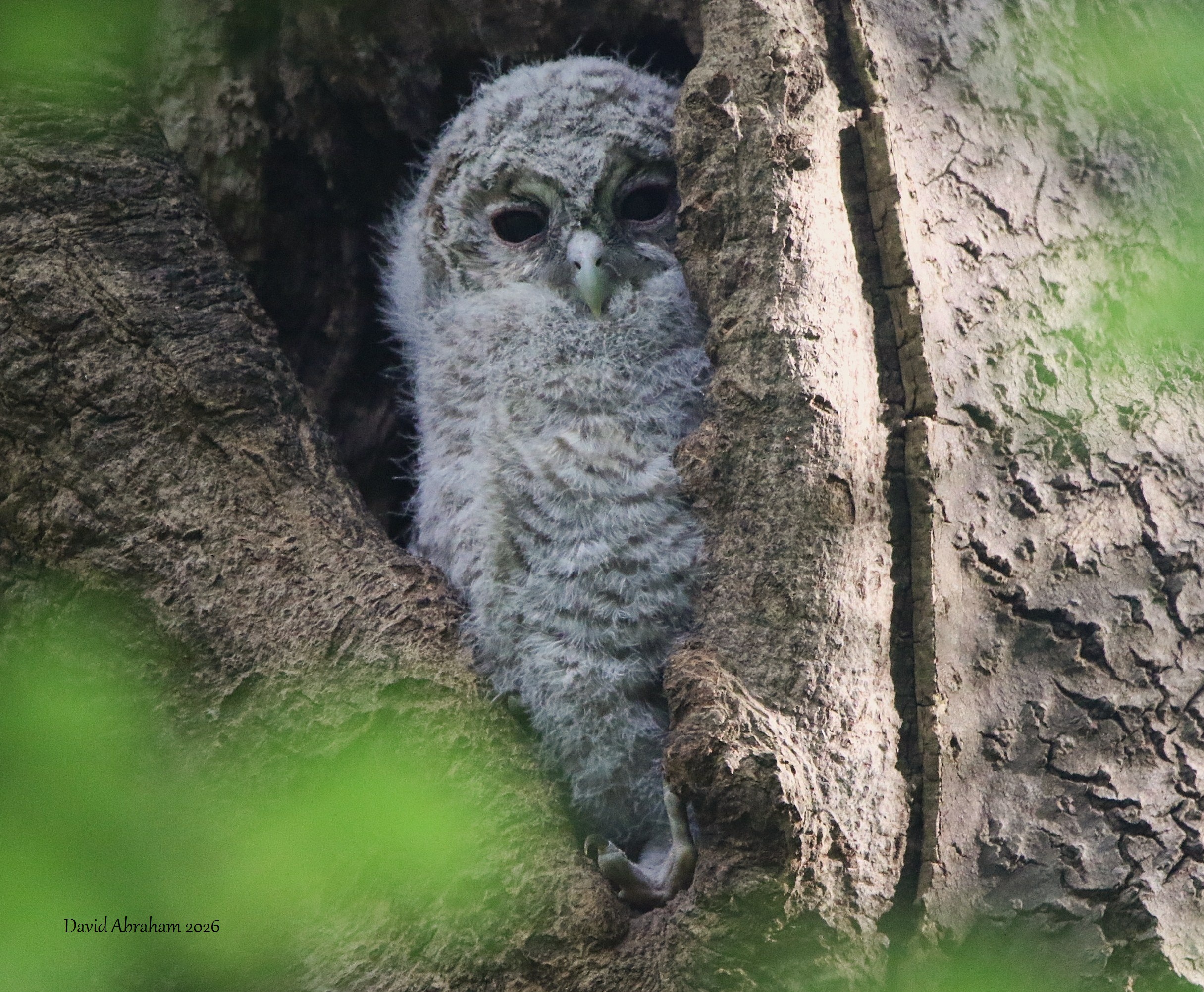 Tawny Owl 