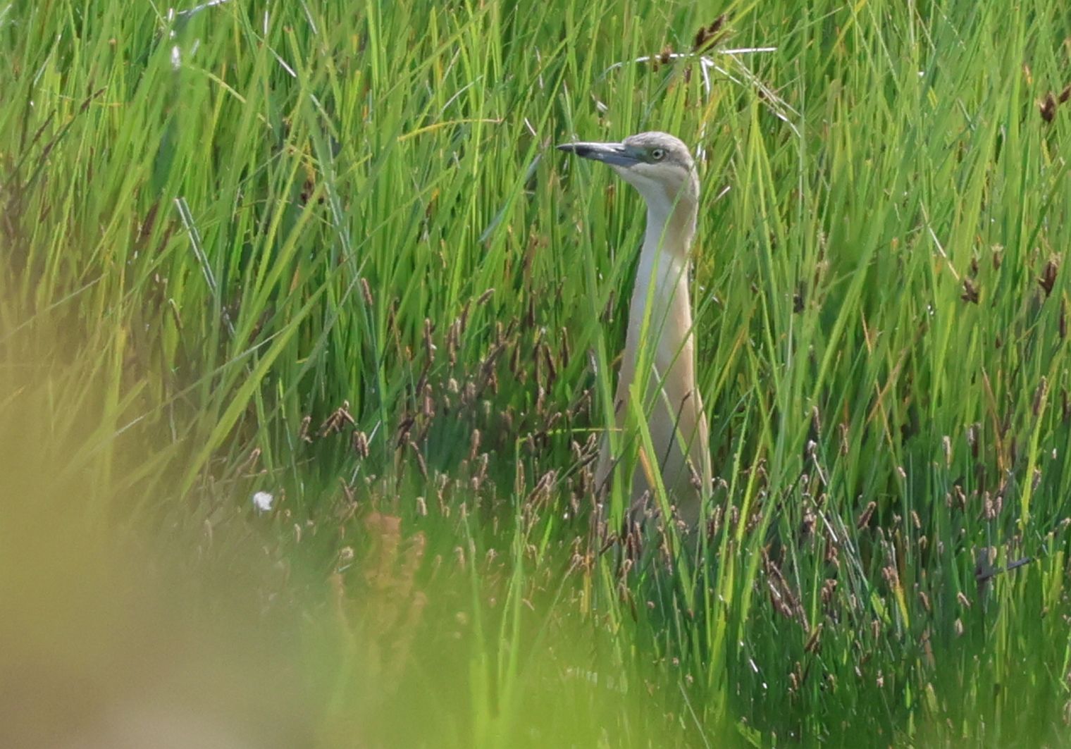 Squacco Heron