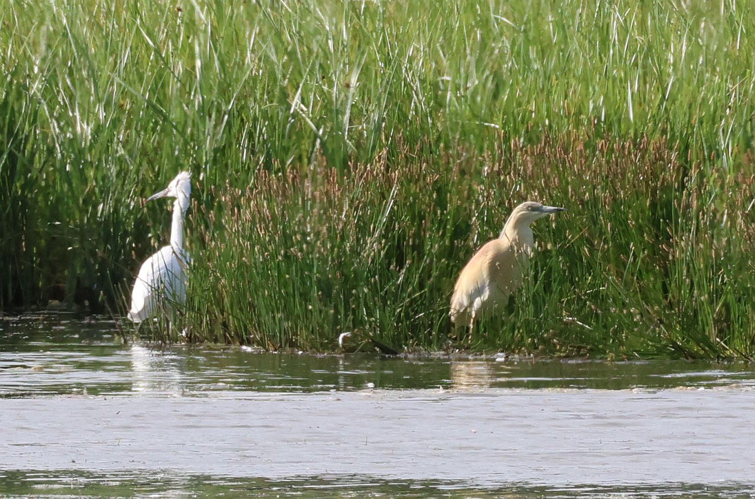 Squacco Heron