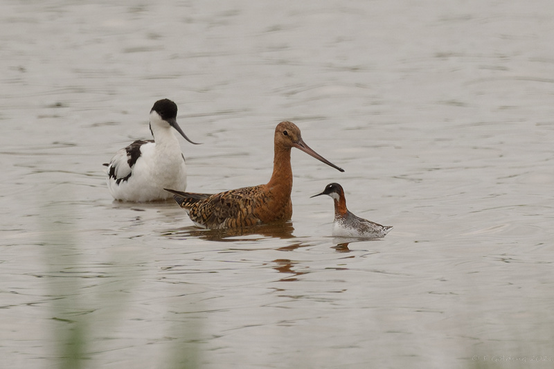 Red-necked Phalarope