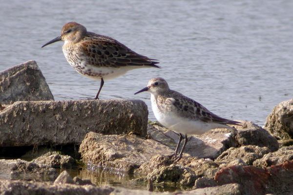 Baird's Sandpiper