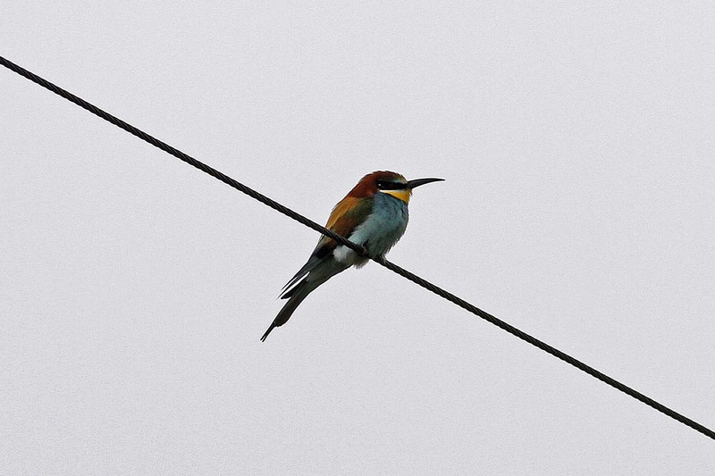 Bee-eater