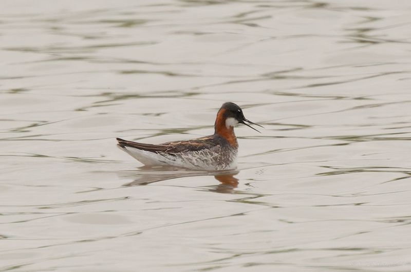 Red-necked Phalarope