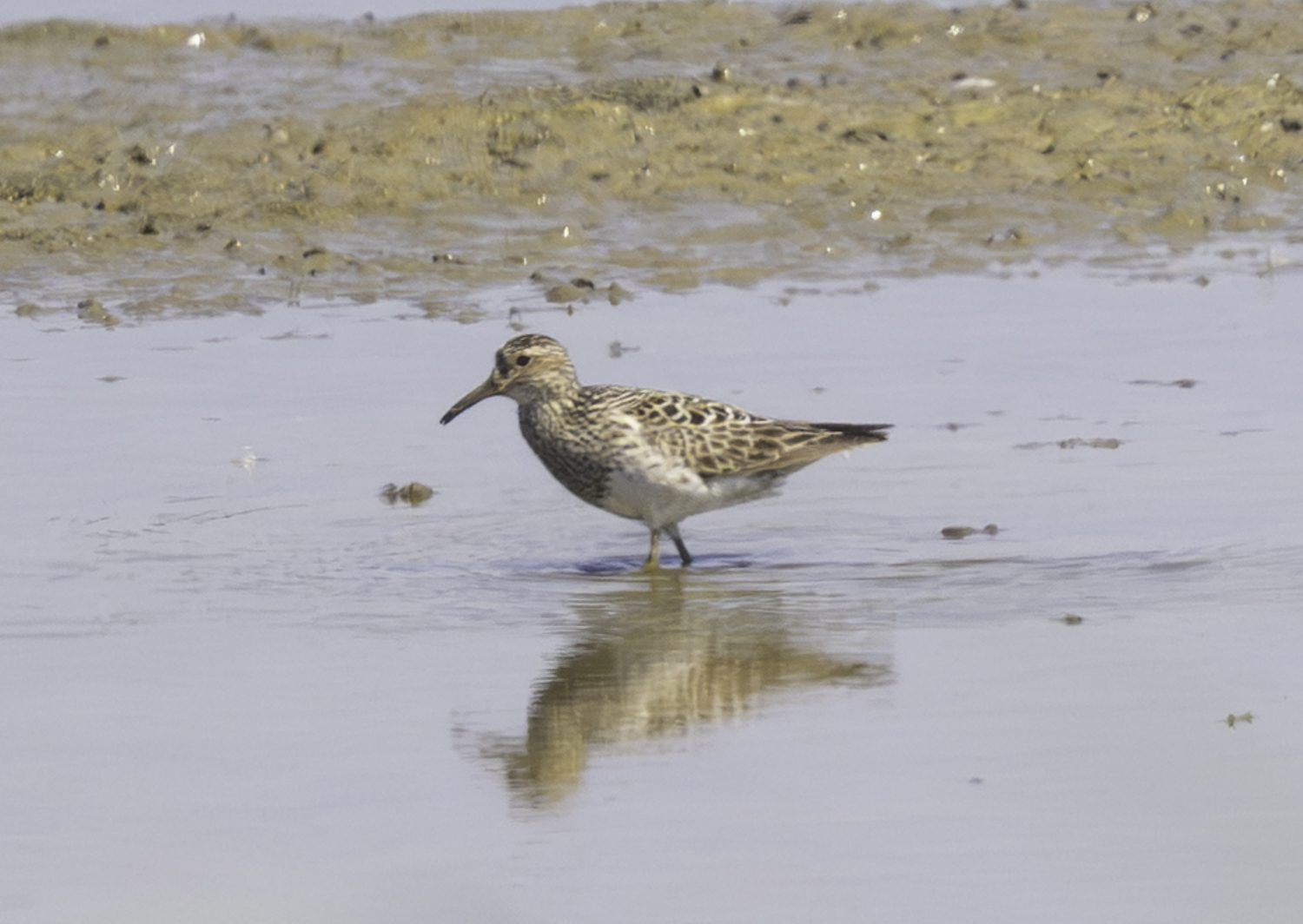 Pectoral Sandpiper