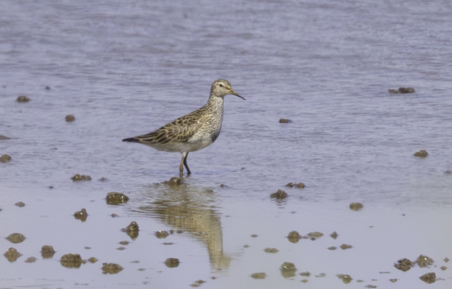 Pectoral Sandpiper