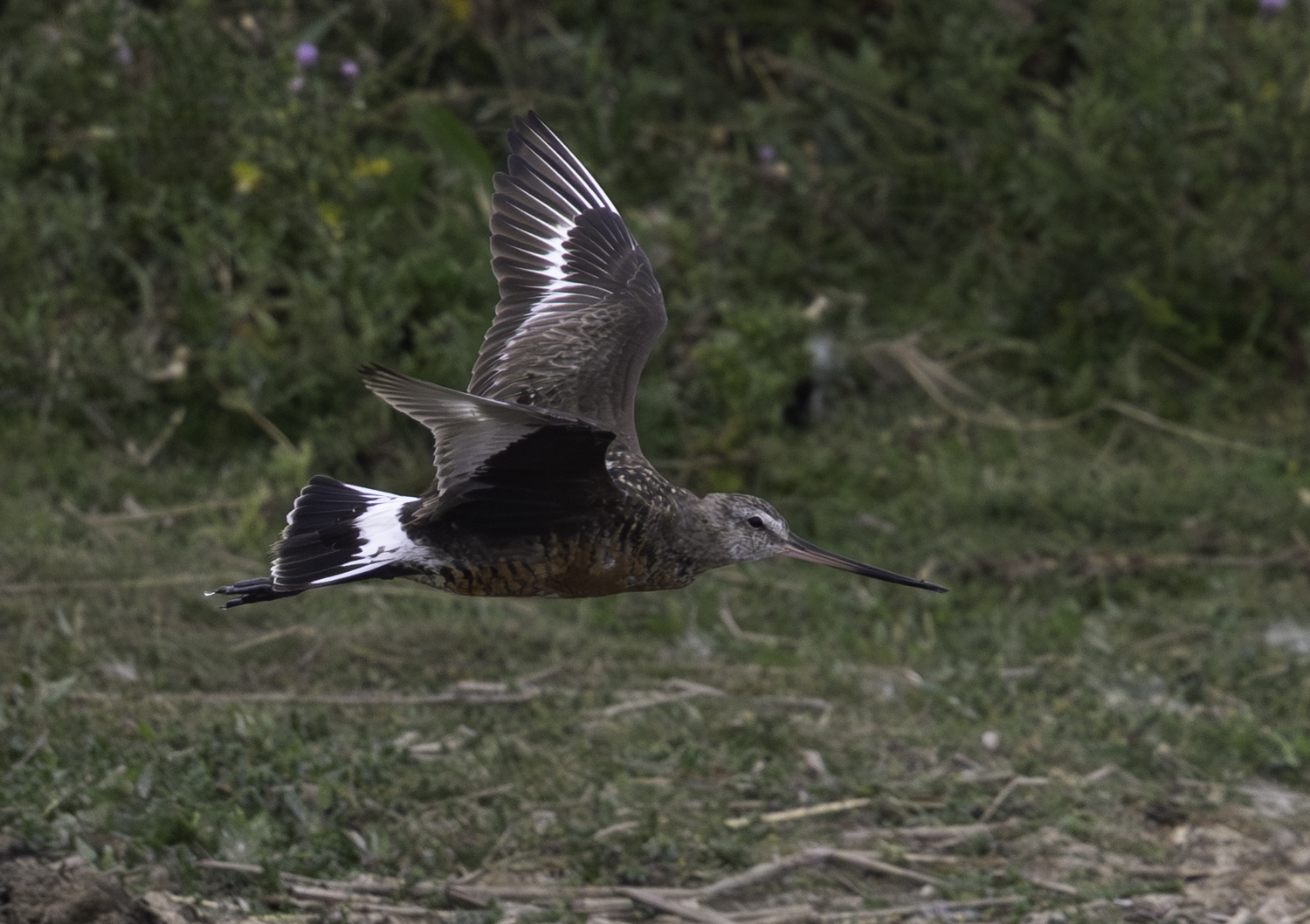 Hudsonian Godwit