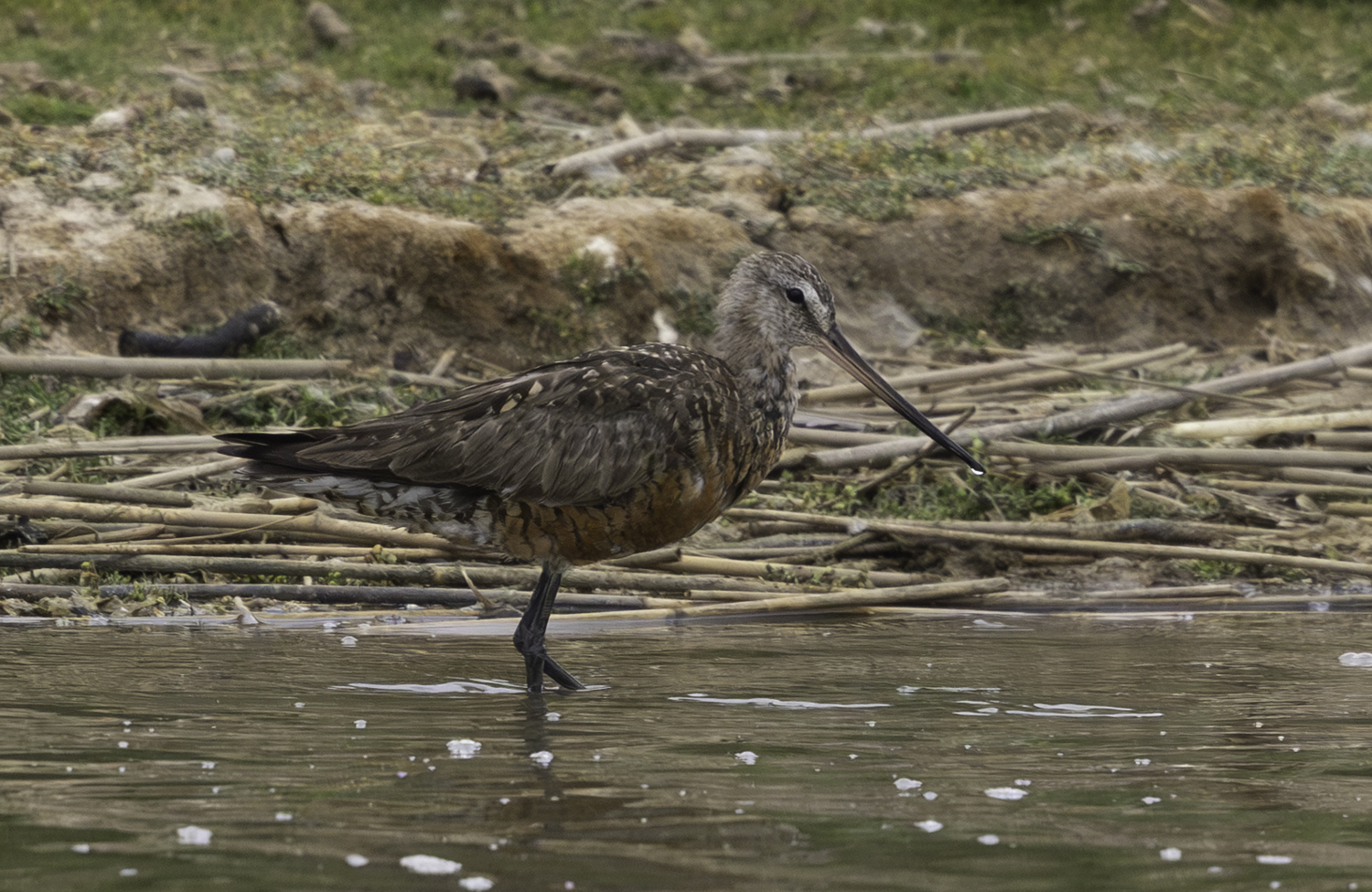 Hudsonian Godwit
