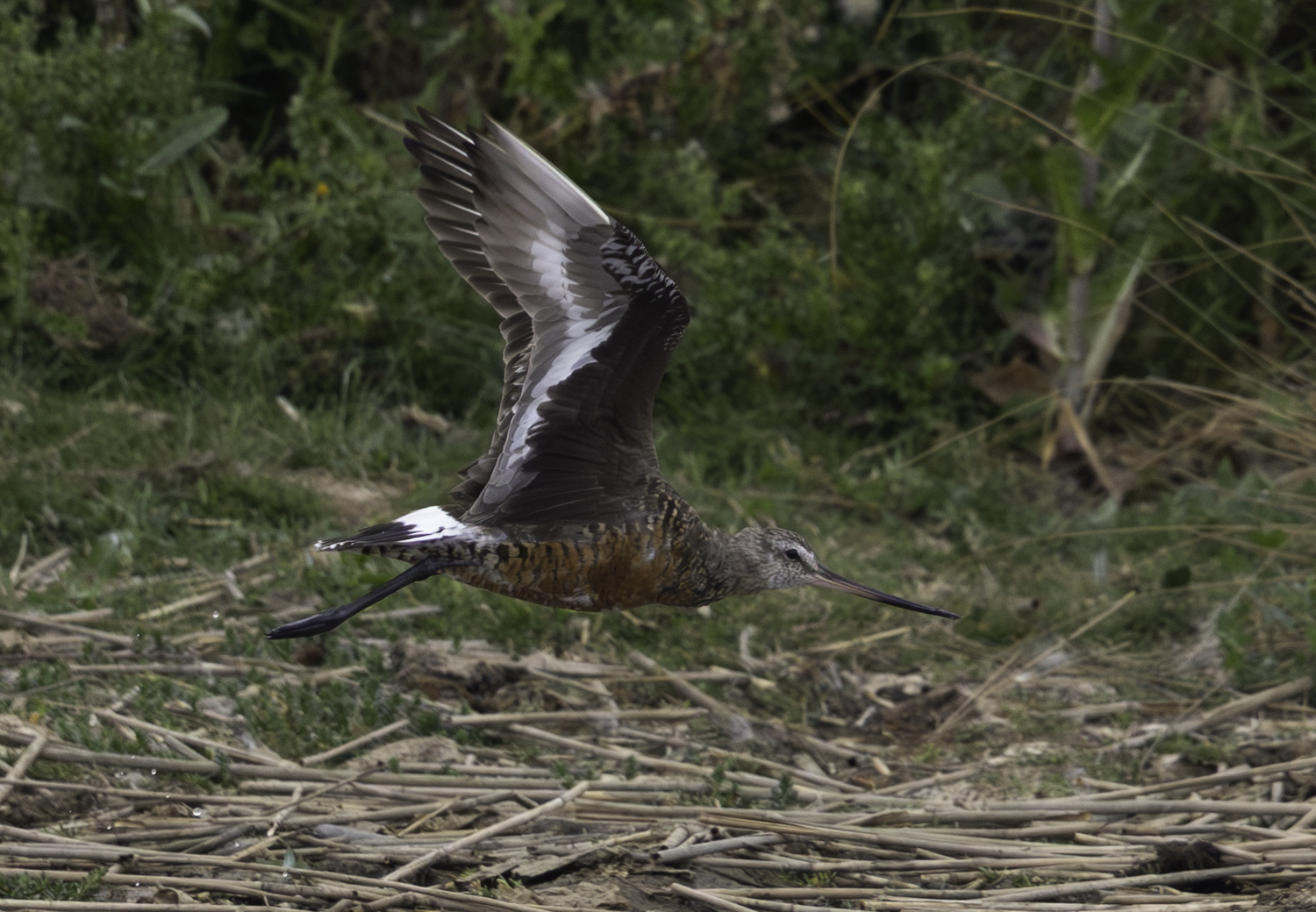 Hudsonian Godwit