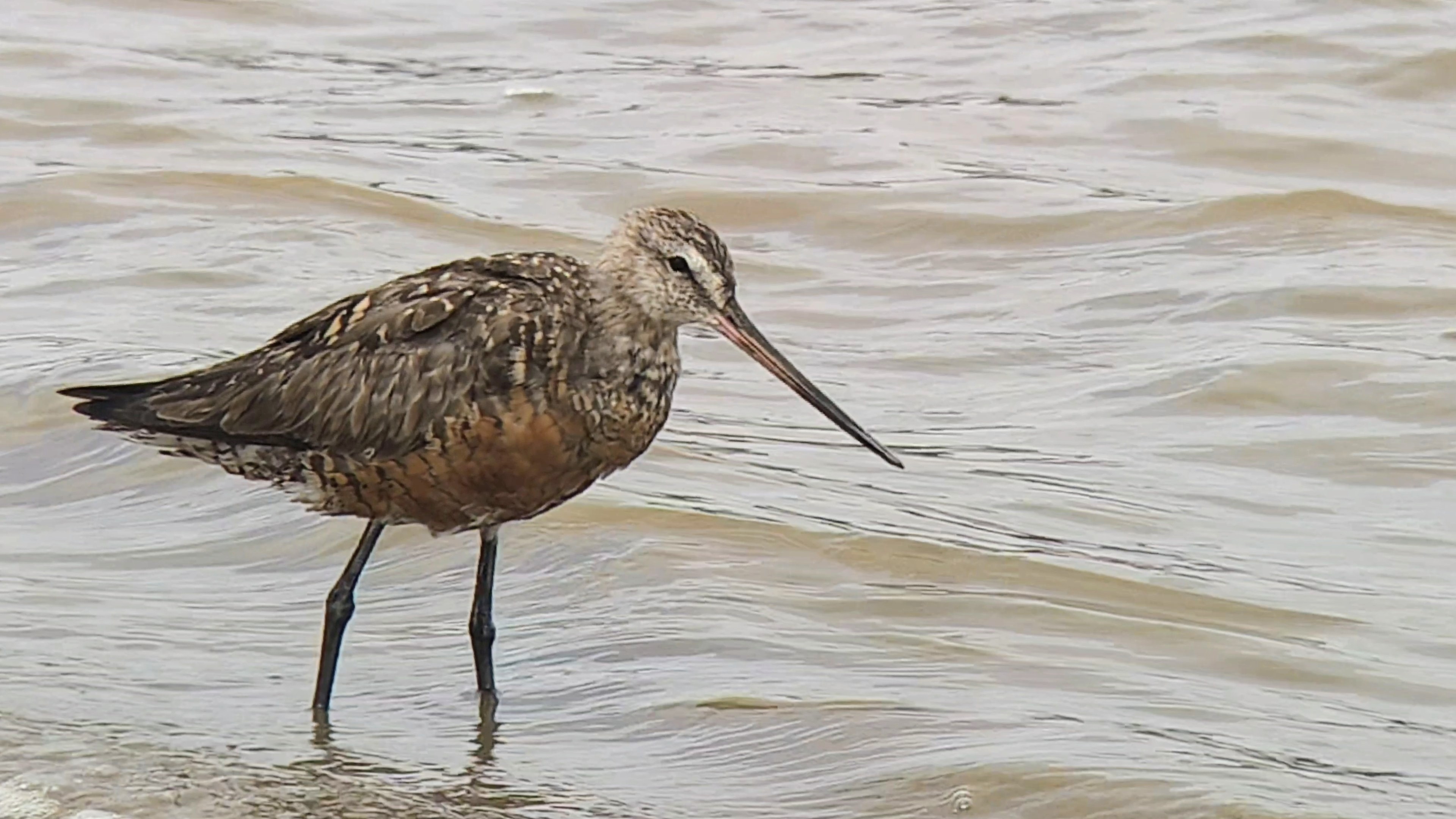 Hudsonian Godwit