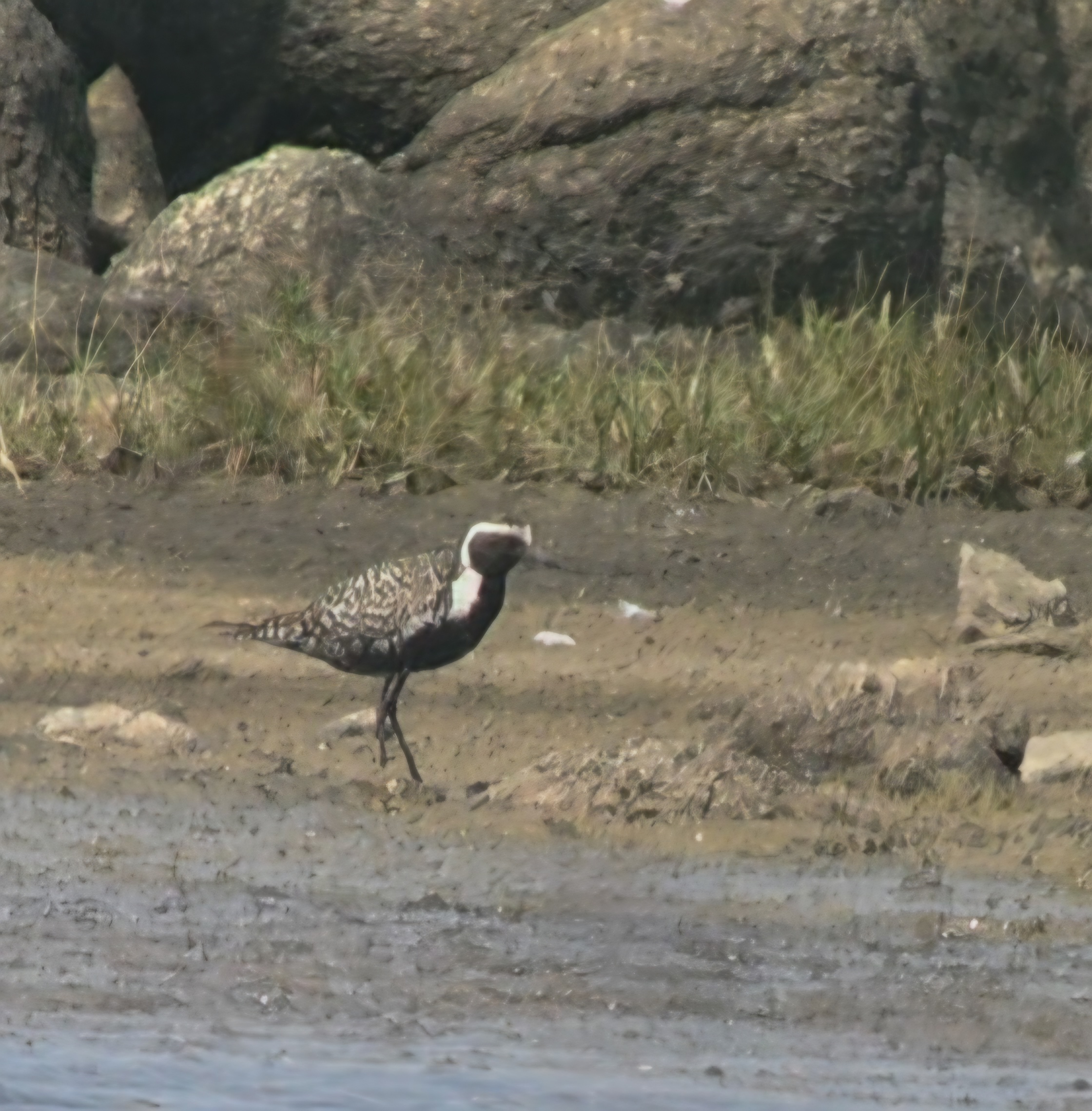 Pacific Golden Plover