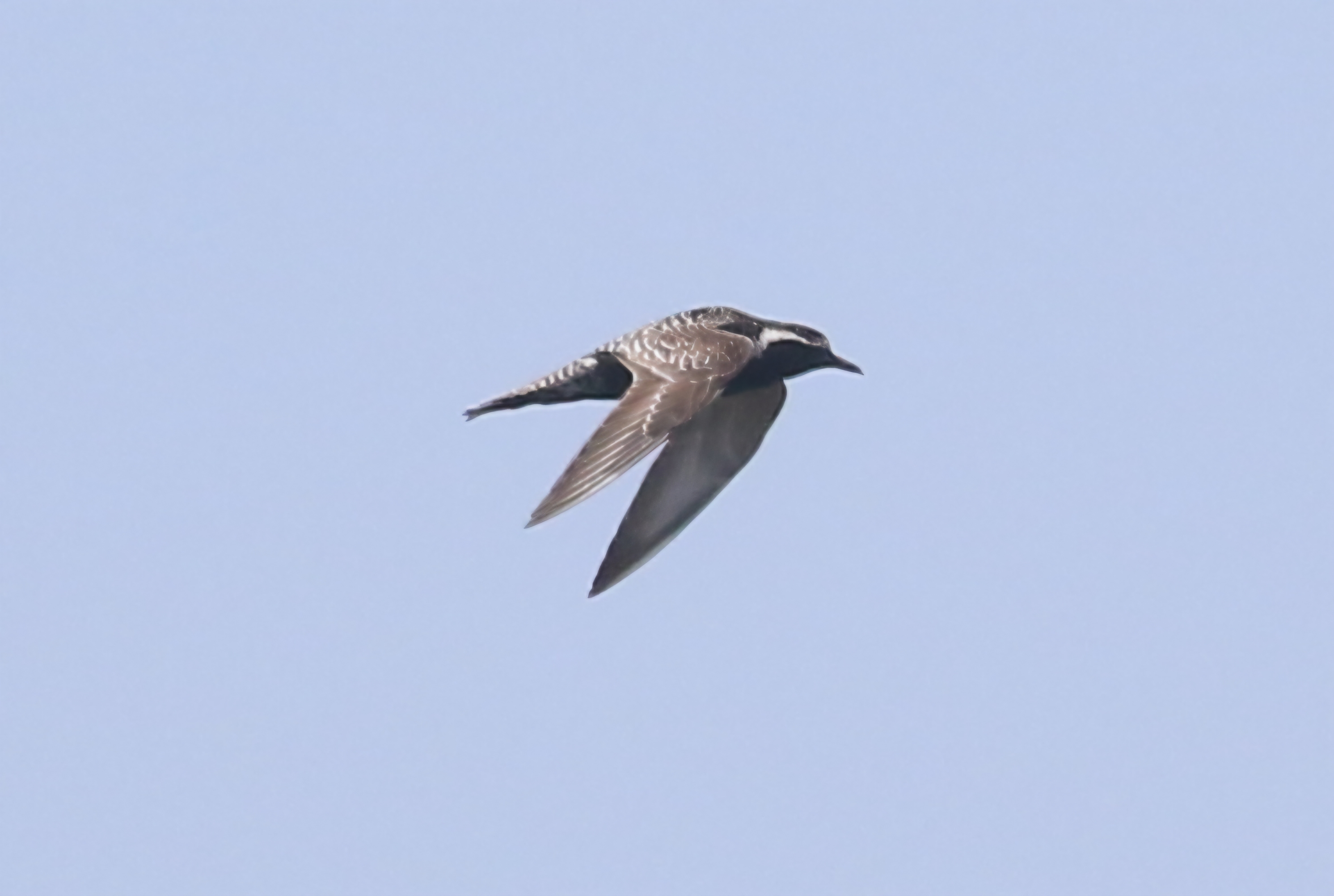 Pacific Golden Plover