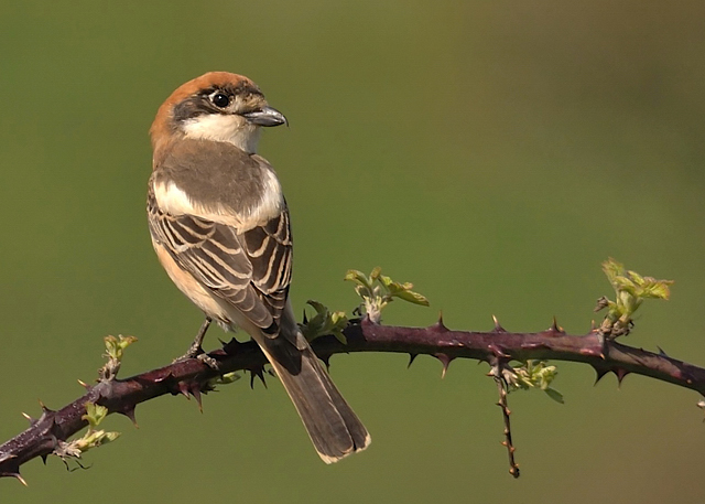 Woodchat Shrike