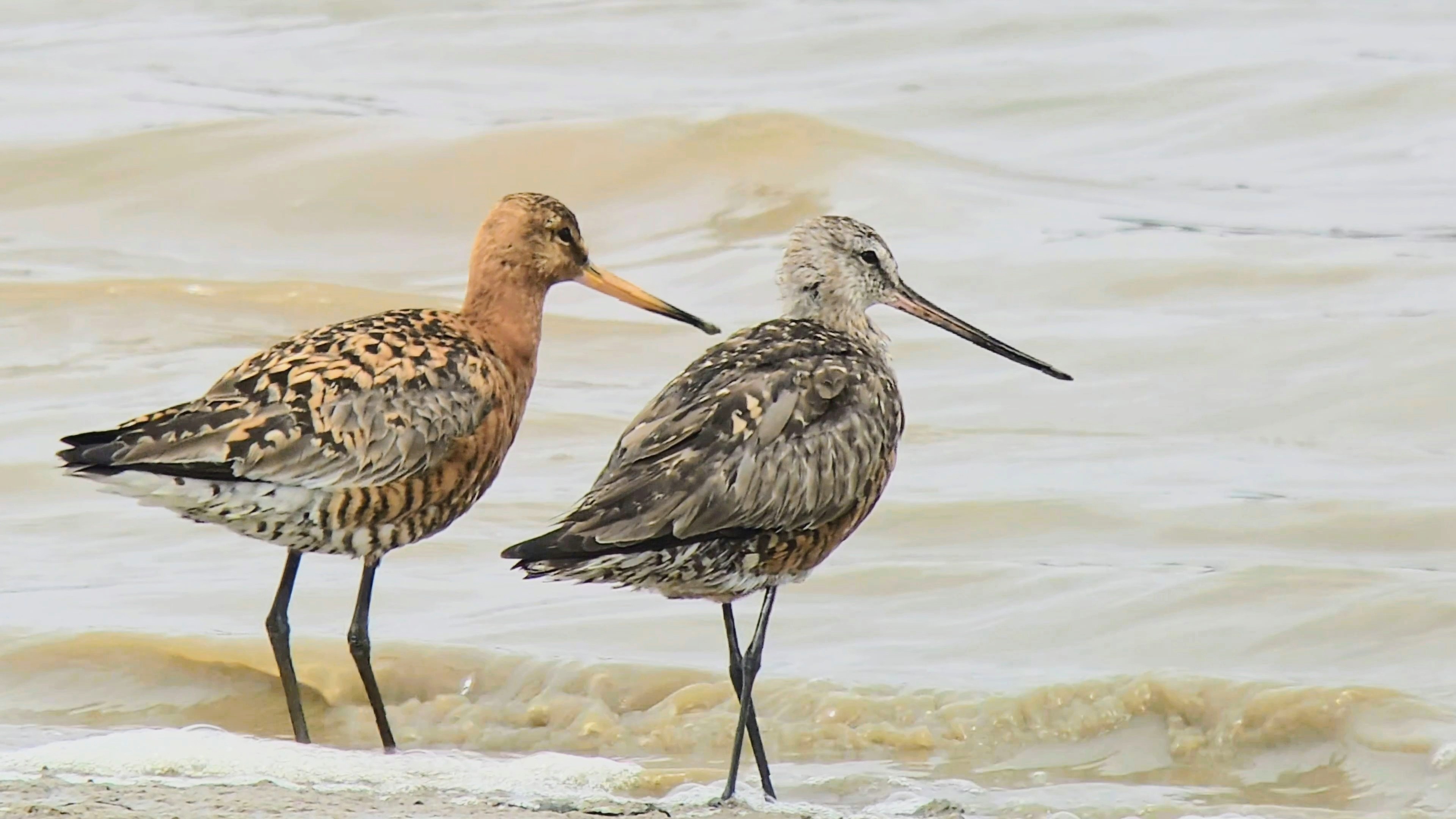 Hudsonian Godwit