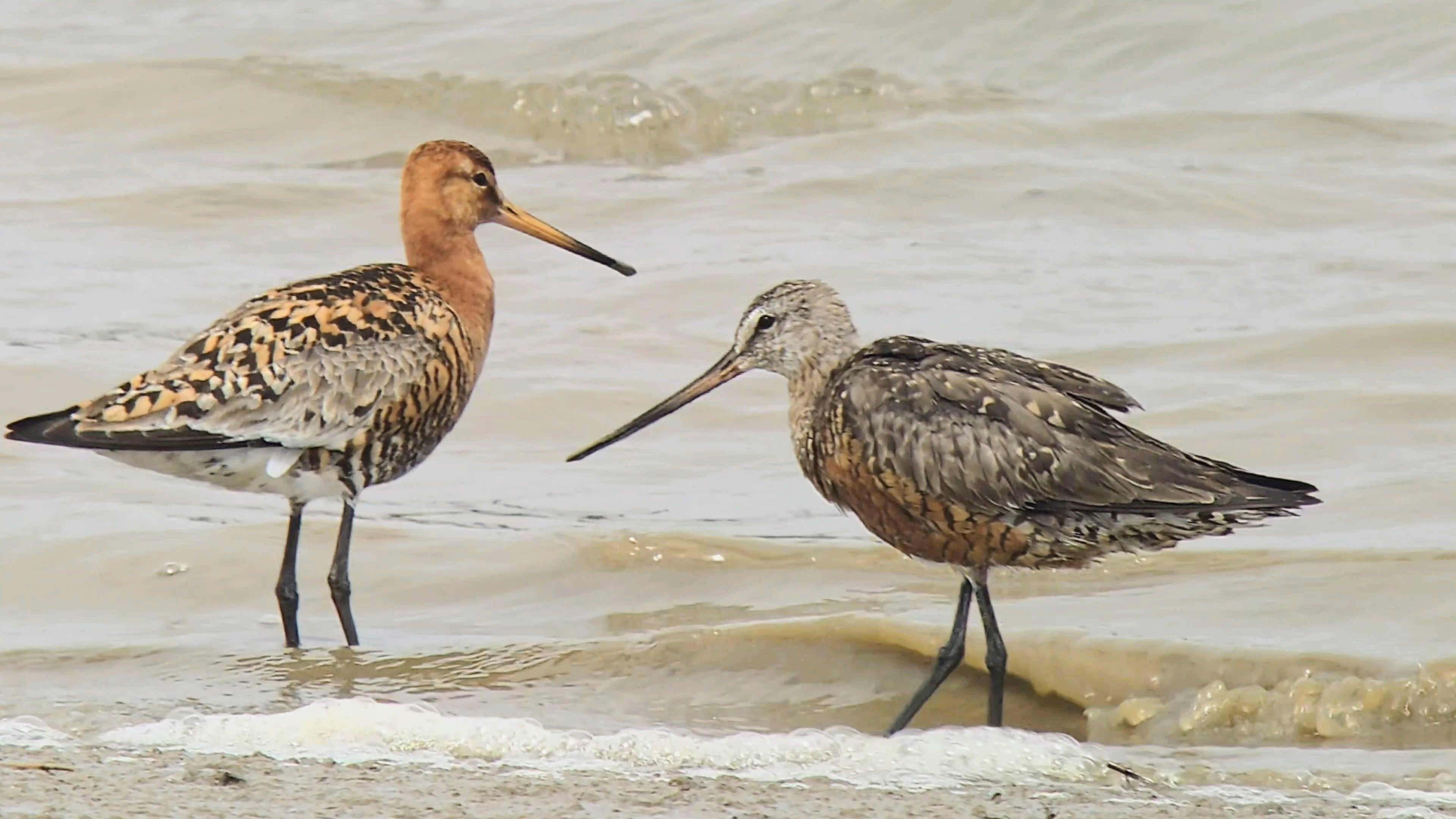 Hudsonian Godwit