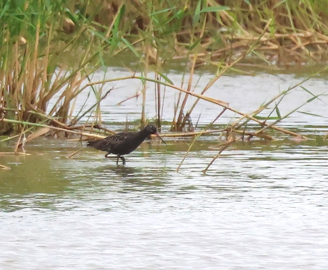 Spotted Redshank
