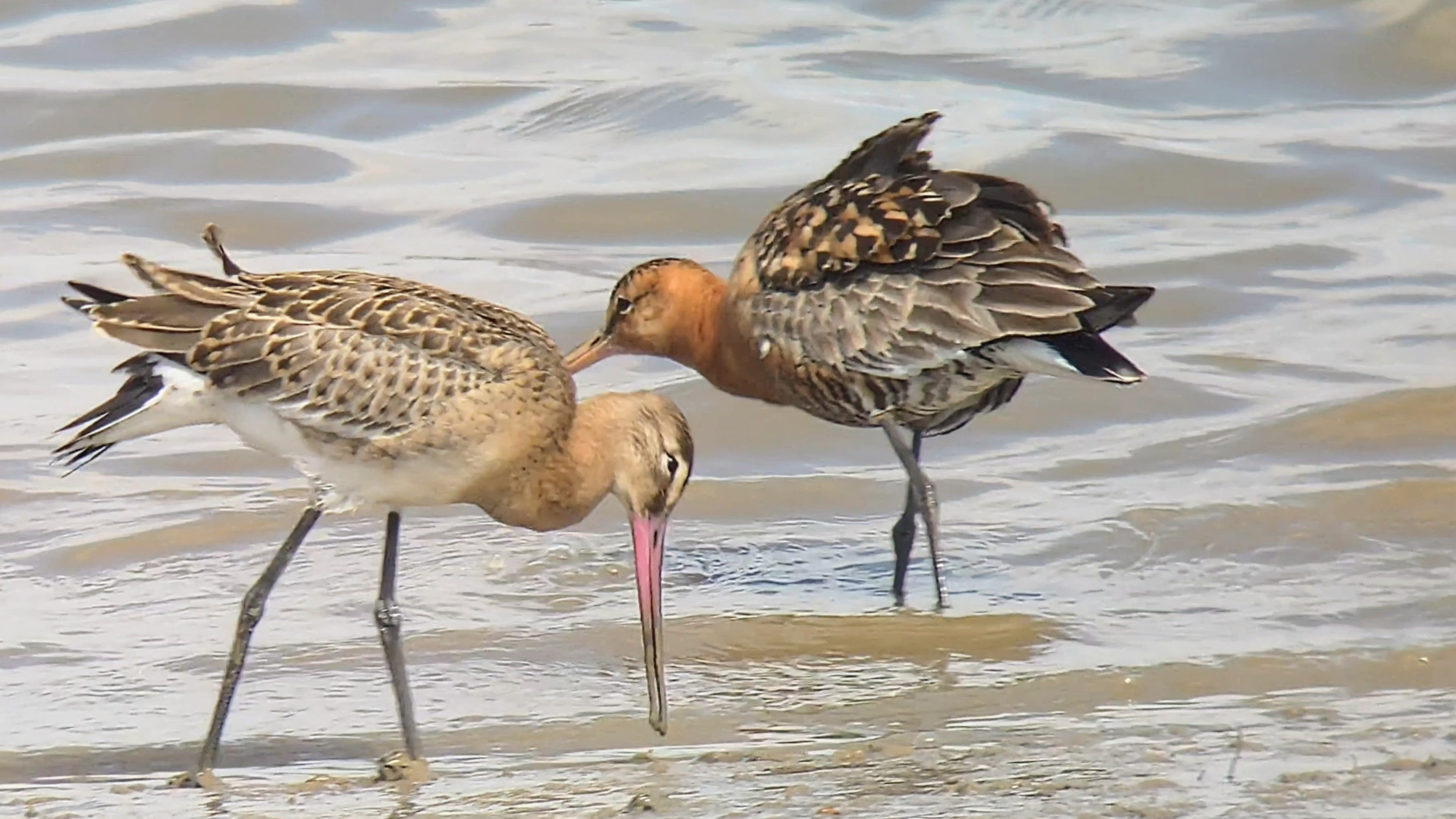 Continental Black-tailed Godwit