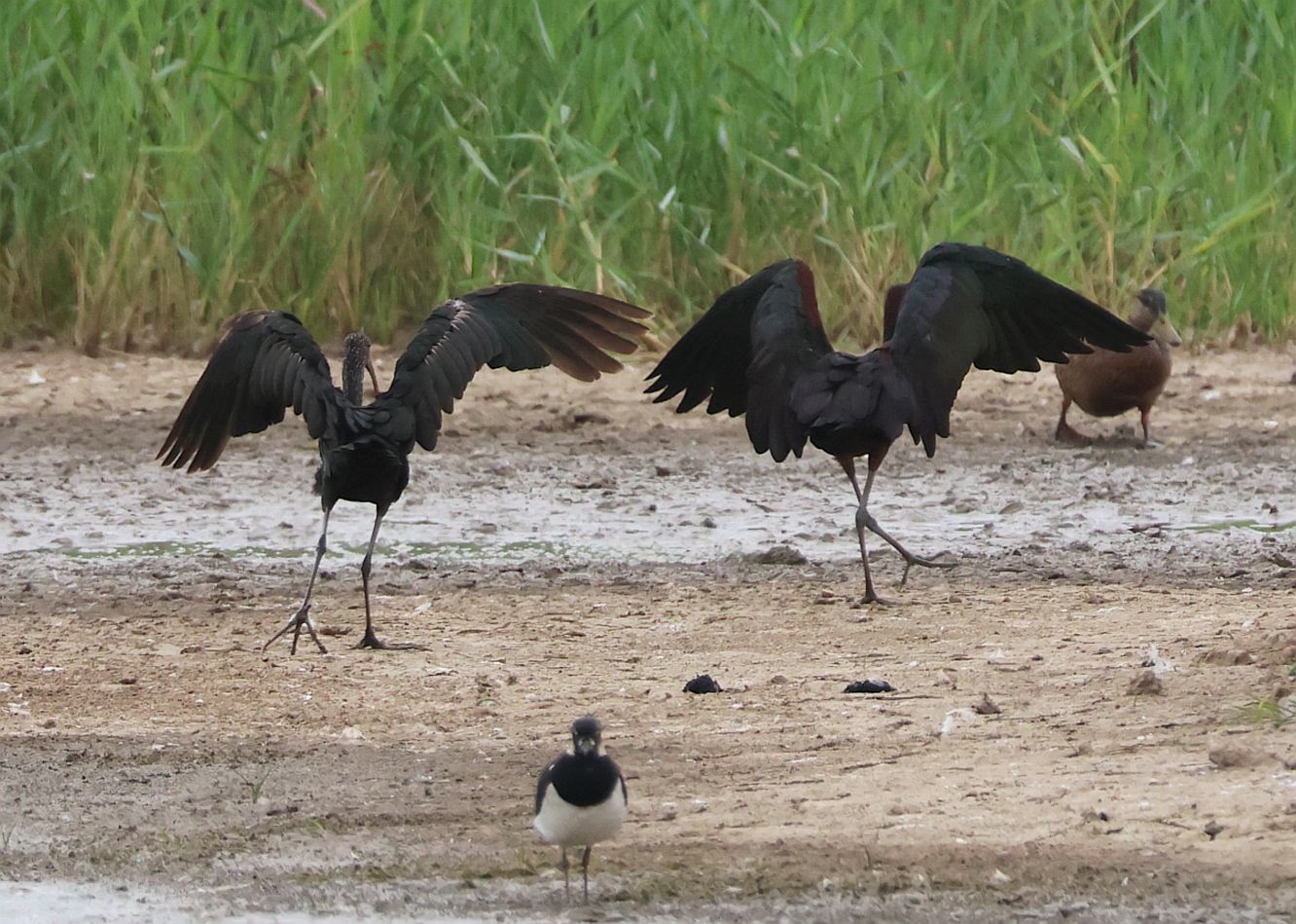 Glossy Ibis