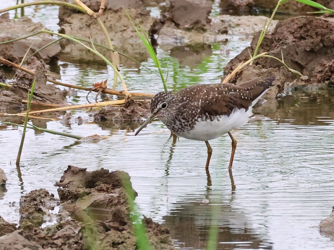 Green Sandpiper