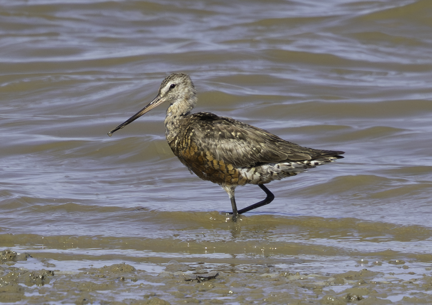 Hudsonian Godwit