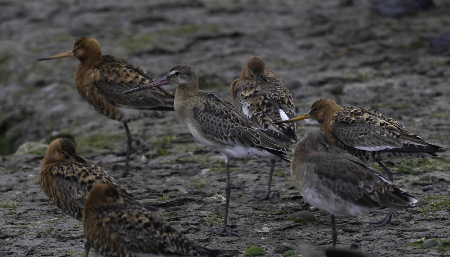 Continental Black-tailed Godwit