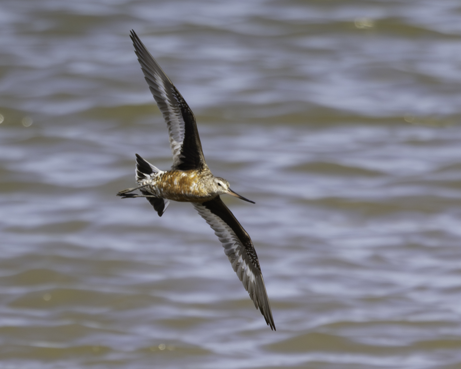 Hudsonian Godwit