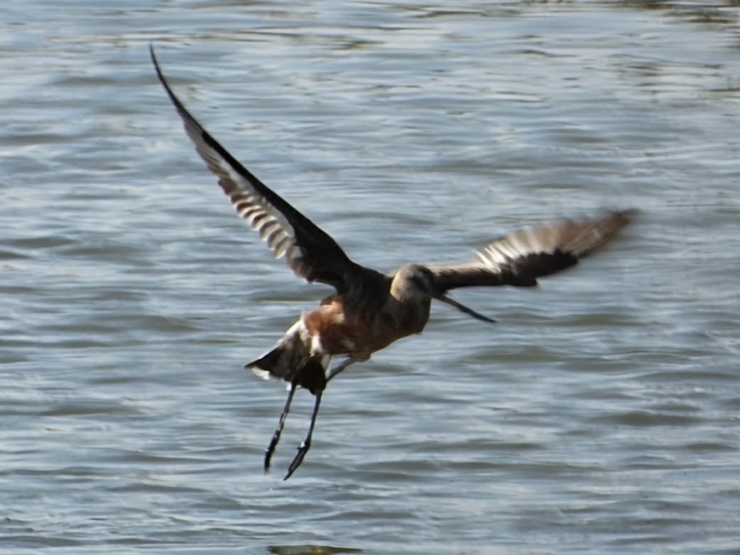 Hudsonian Godwit 