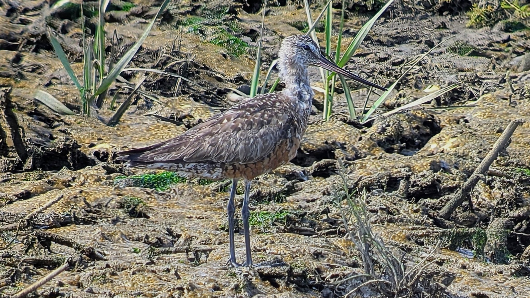 Hudsonian Godwit