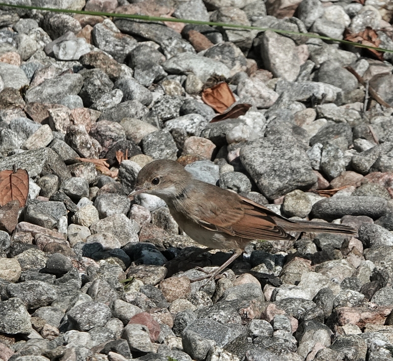 Whitethroat