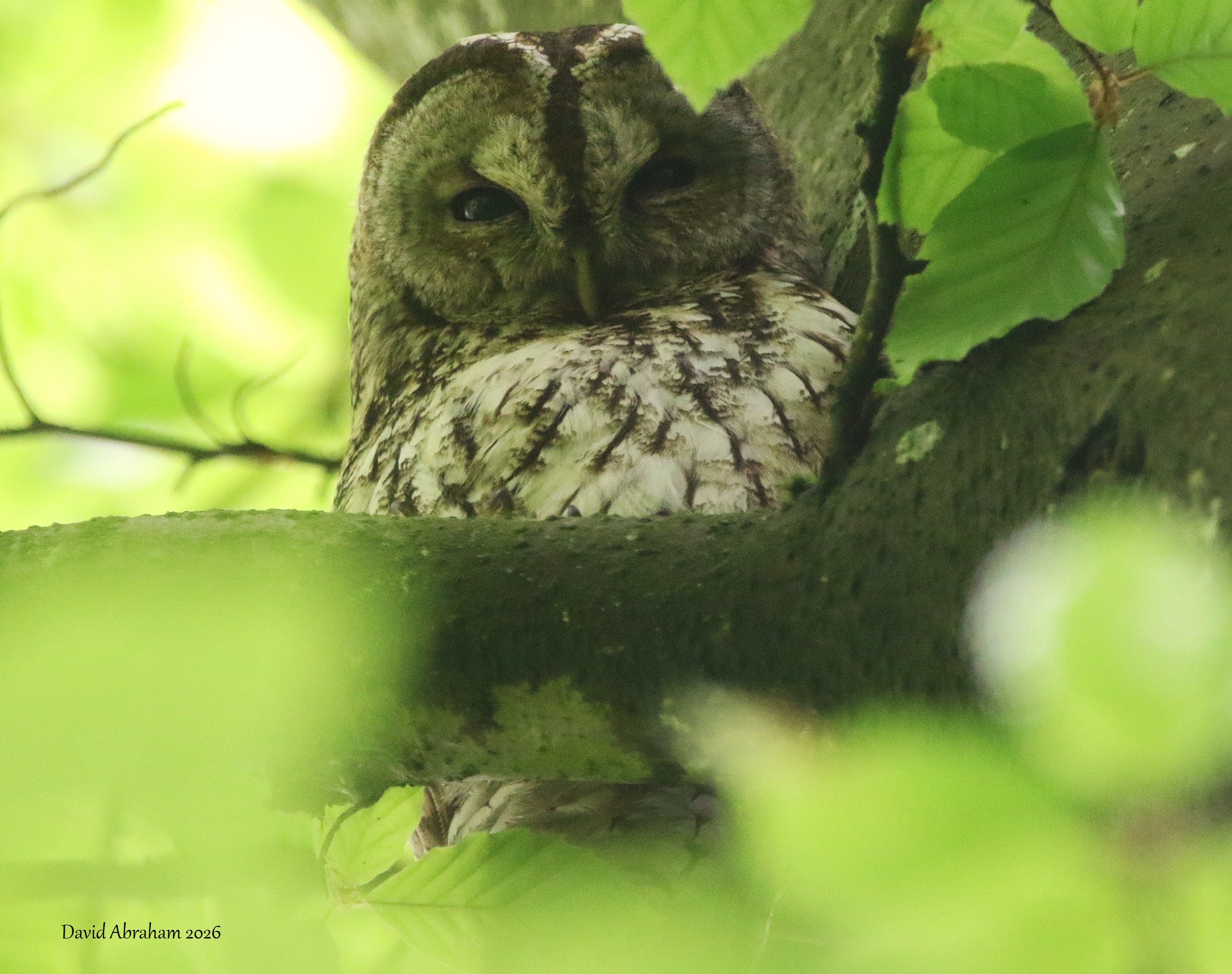 Tawny Owl 