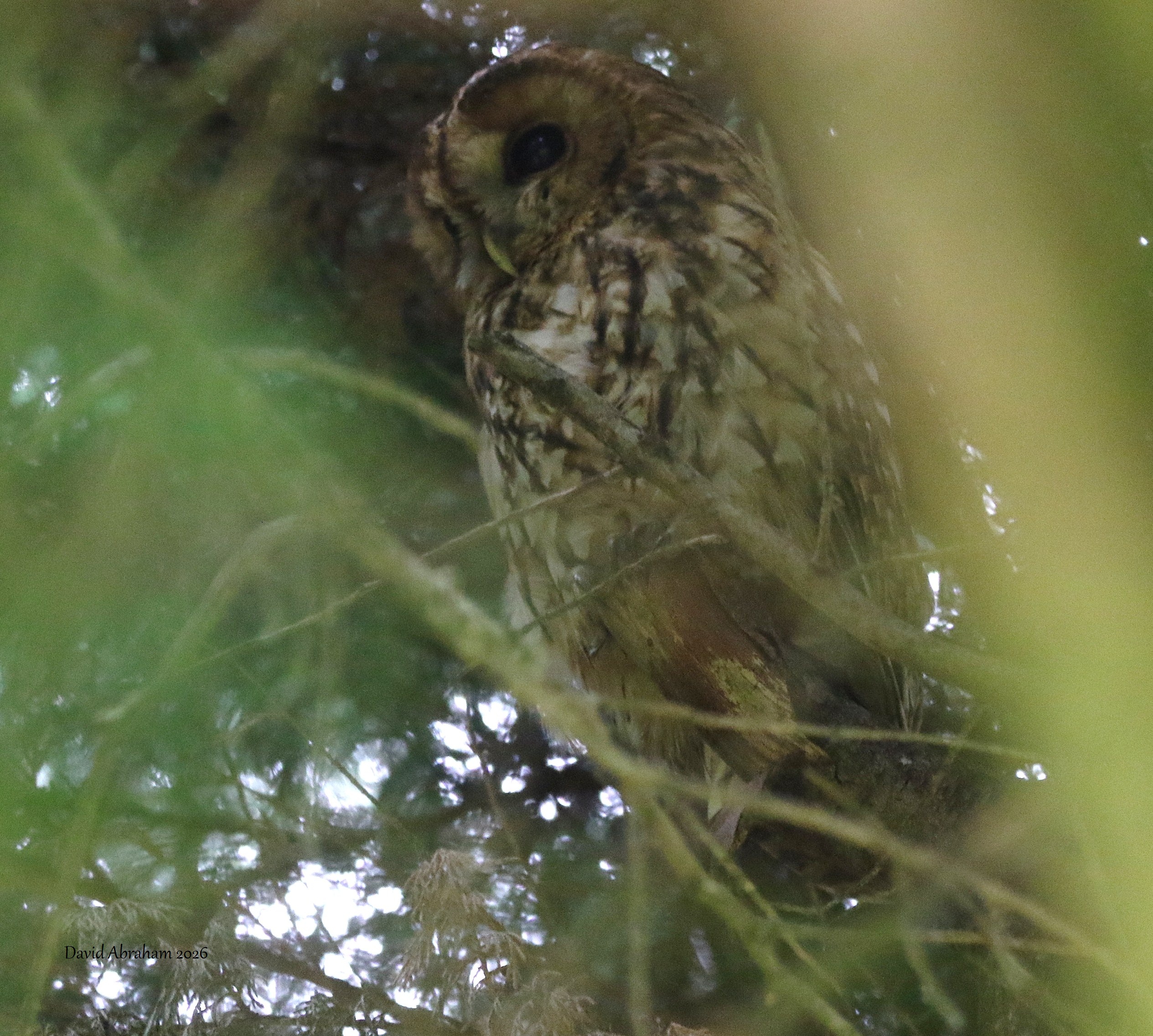 Tawny Owl 