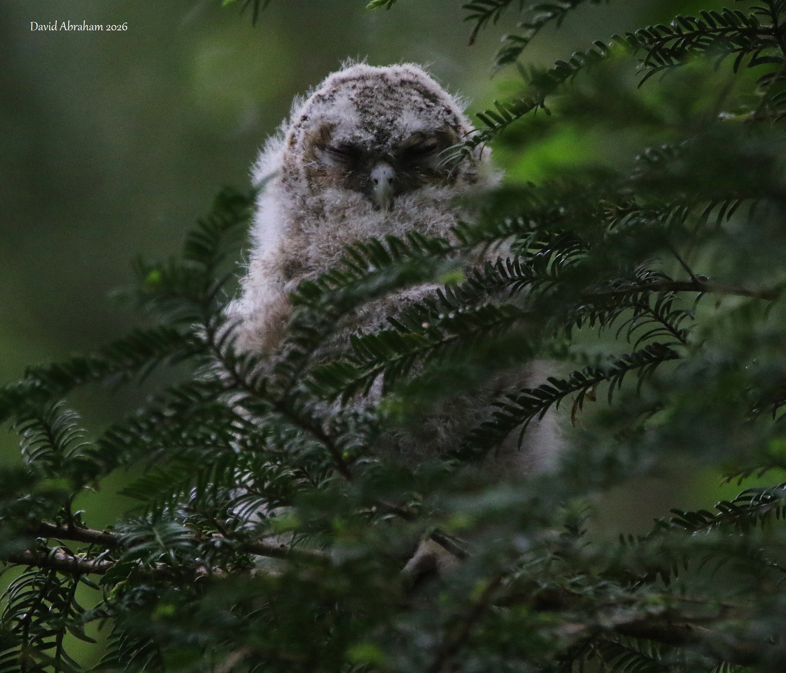 Tawny Owl 