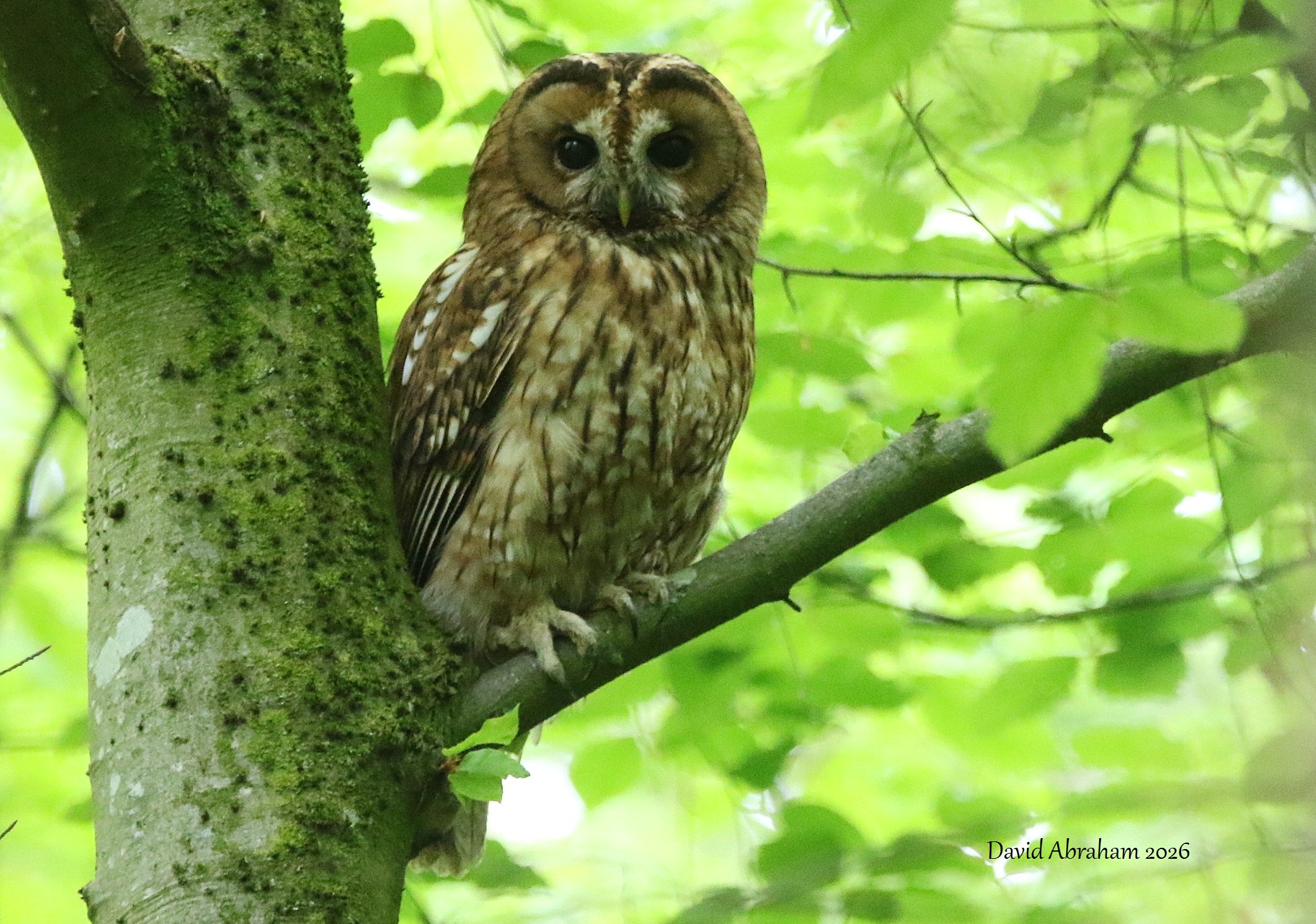 Tawny Owl 