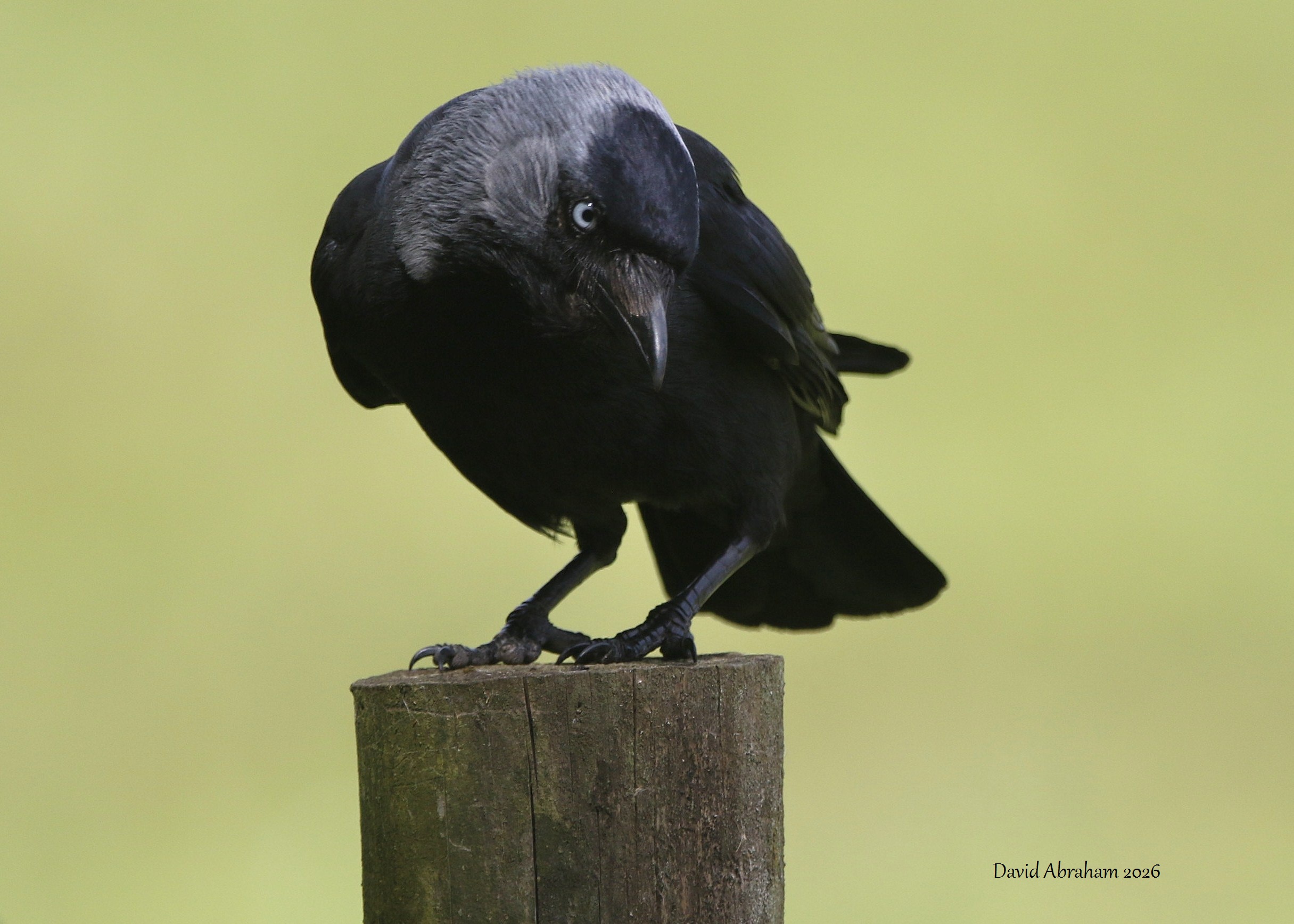 Jackdaw 