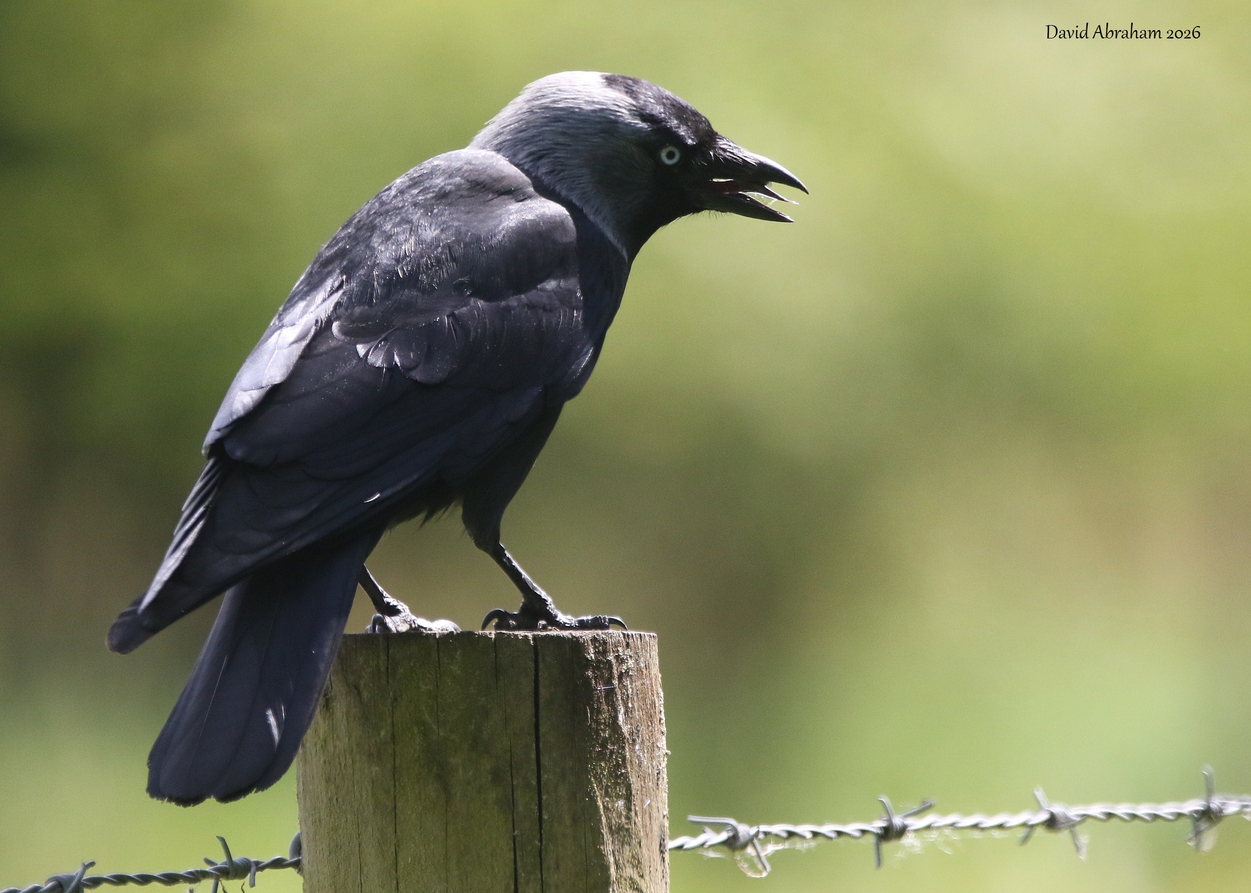 Jackdaw 