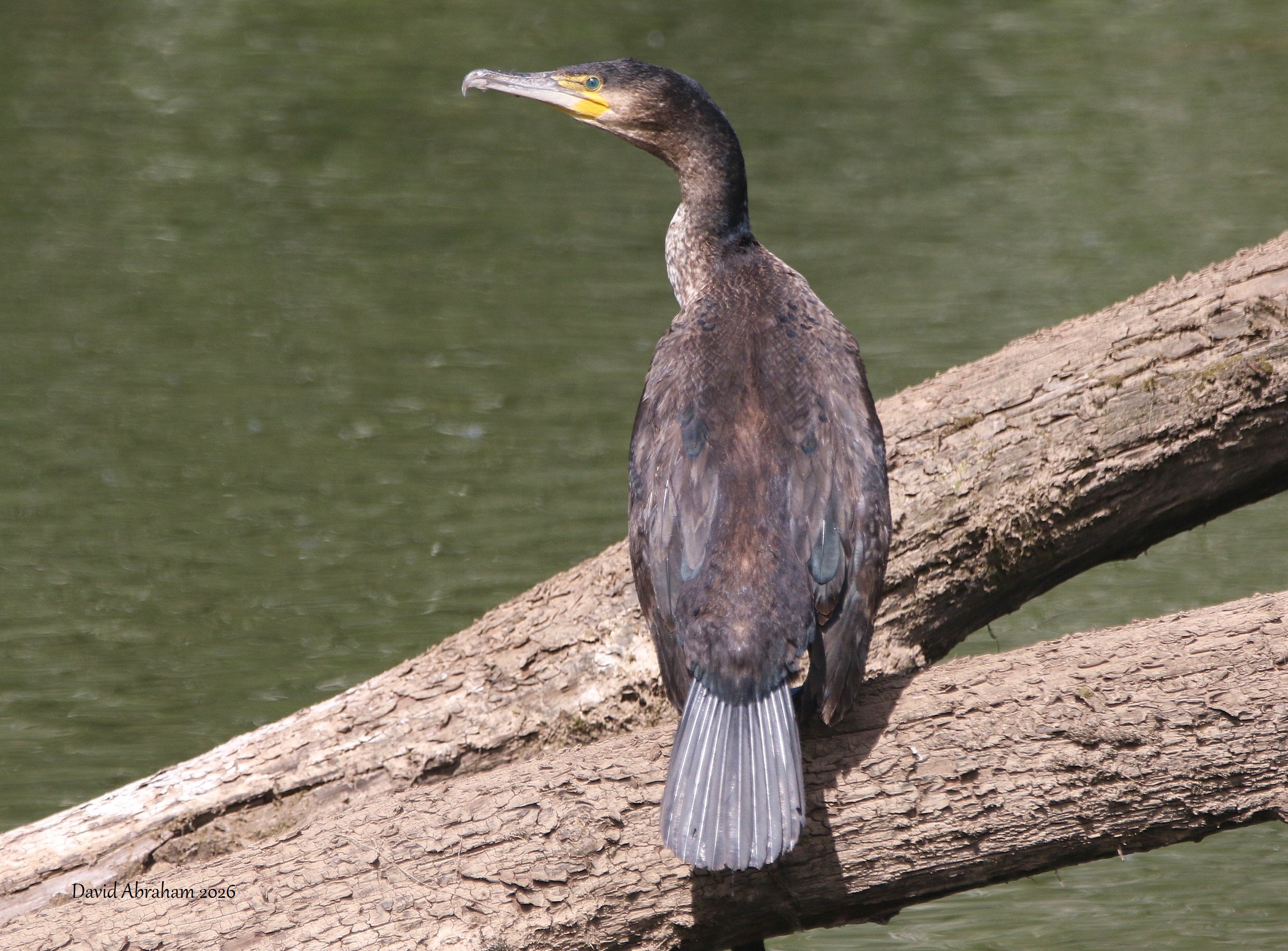 Cormorant 