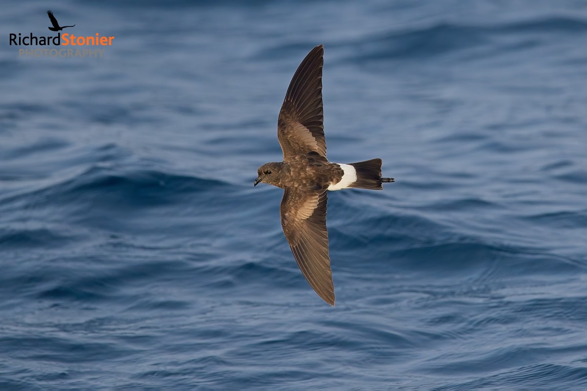 Wilson's Petrel