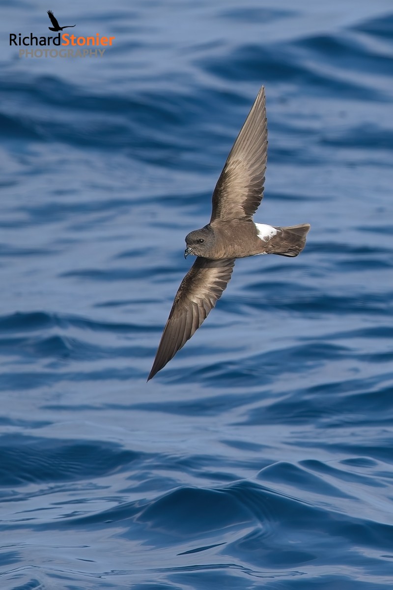 Wilson's Petrel