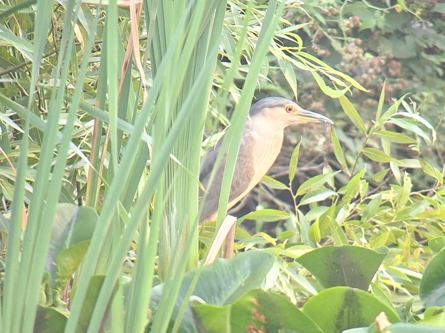 Night Heron