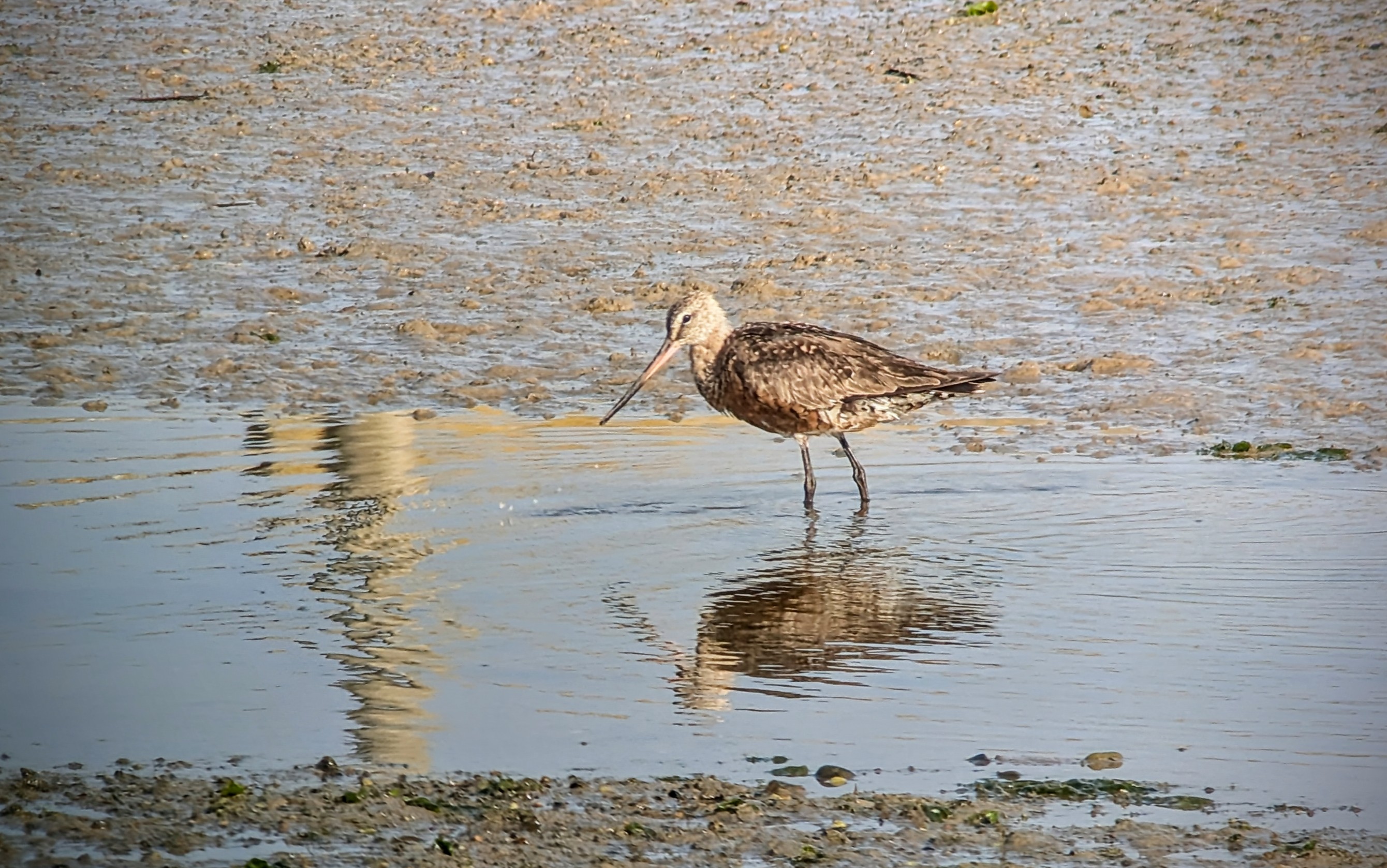 Hudsonian Godwit