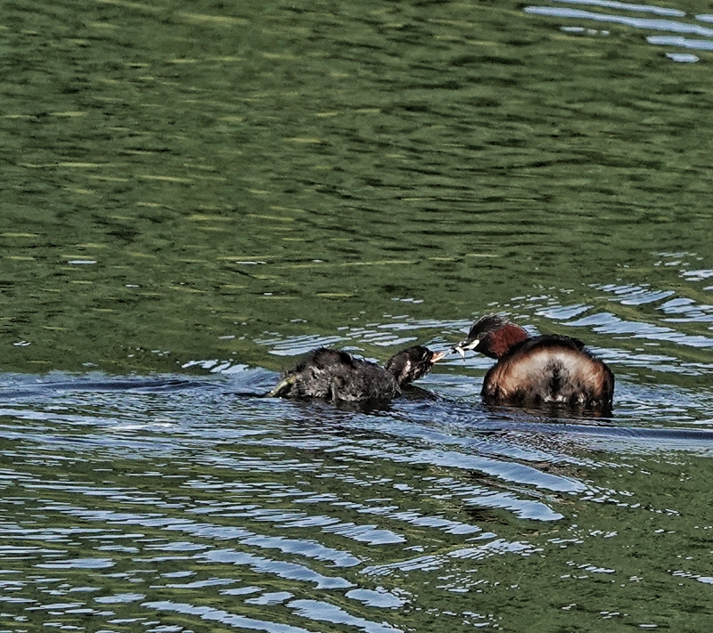 Little Grebe