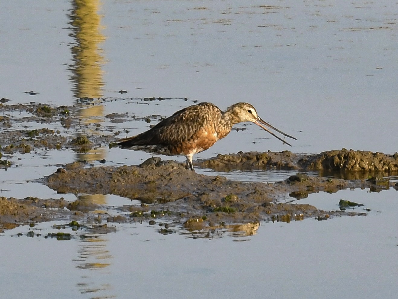 Hudsonian Godwit