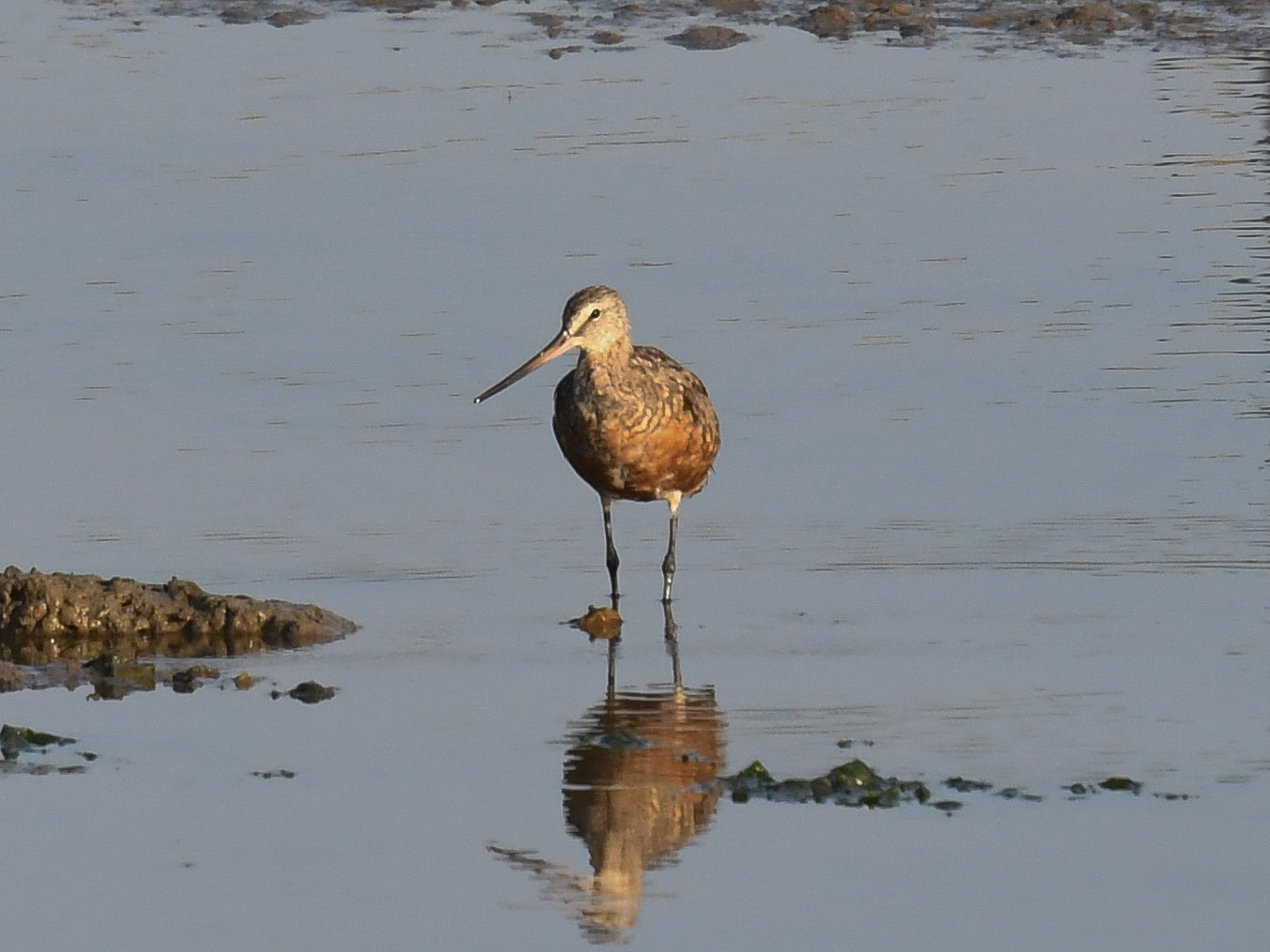 Hudsonian Godwit