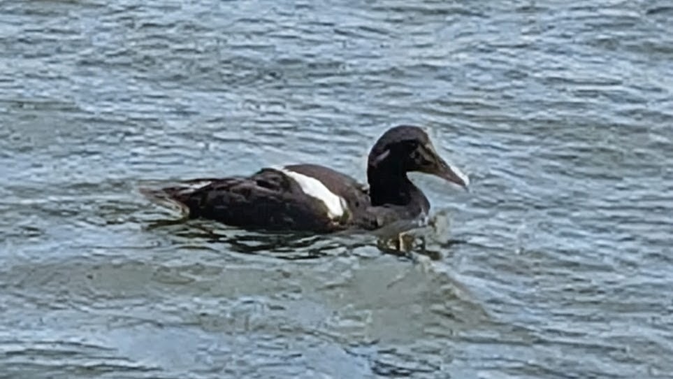 Common Eider 