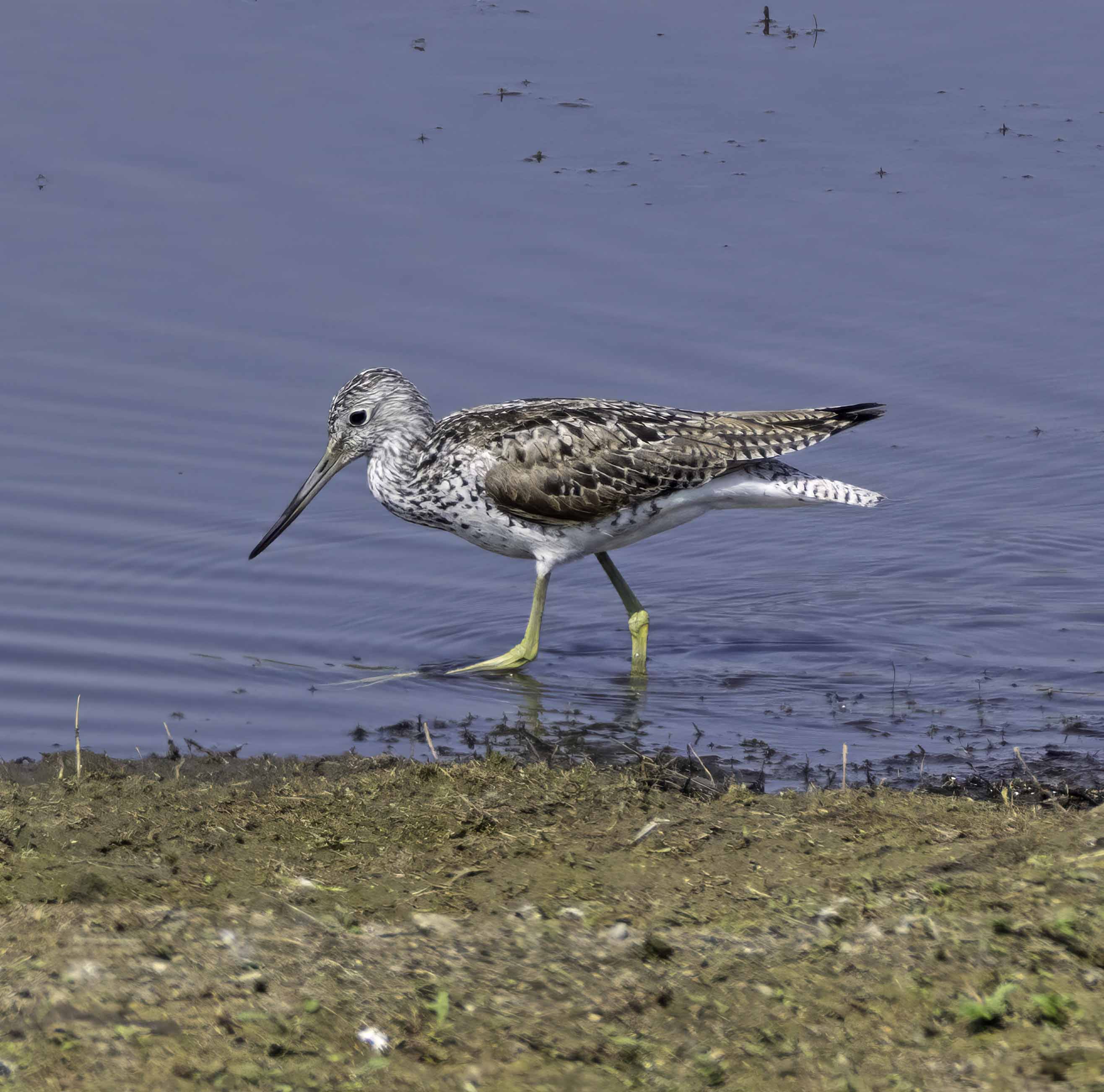 Greenshank