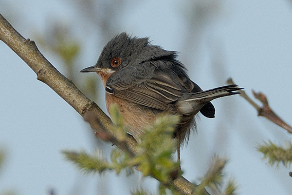 Subalpine Warbler
