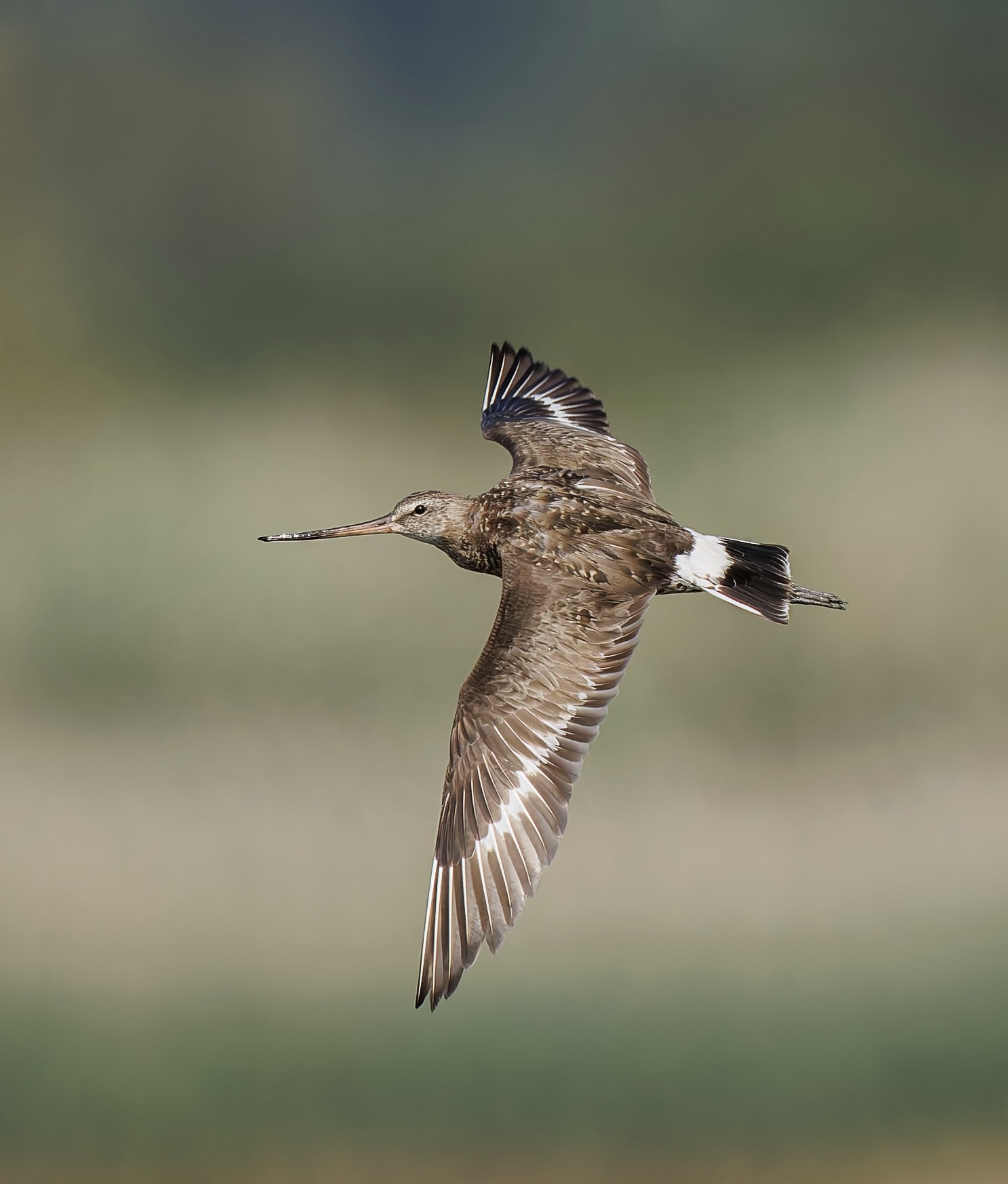 Hudsonian Godwit